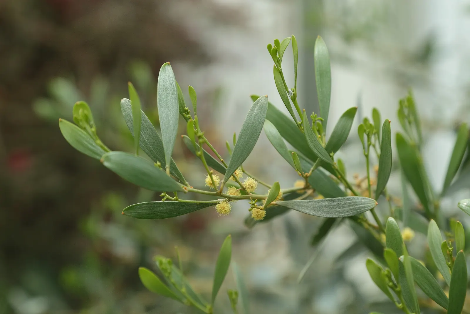 Spreading Acacia (Acacia Redolens) — The plant is drought-tolerant once established