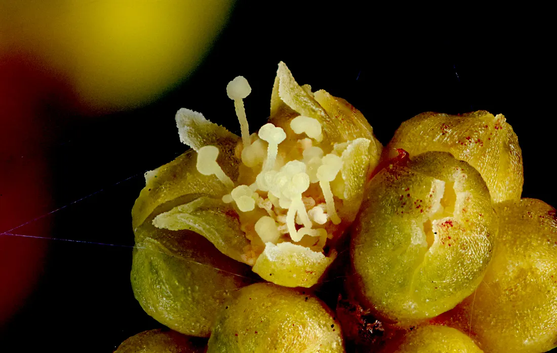 Spreading Acacia (Acacia Redolens) — Its small, gray-green foliage and yellow spring blossoms add texture and color to landscapes