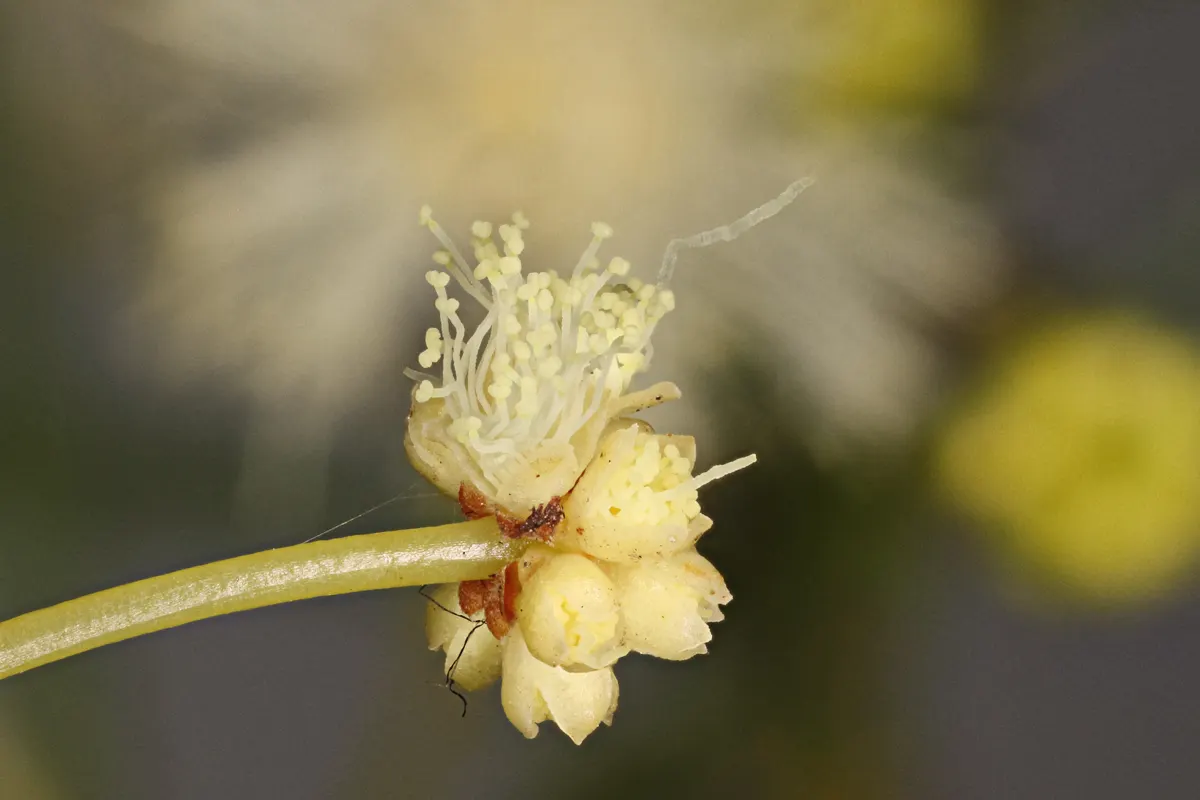 Spreading Acacia (Acacia Redolens) — ground cover / shrub with yellow blooms