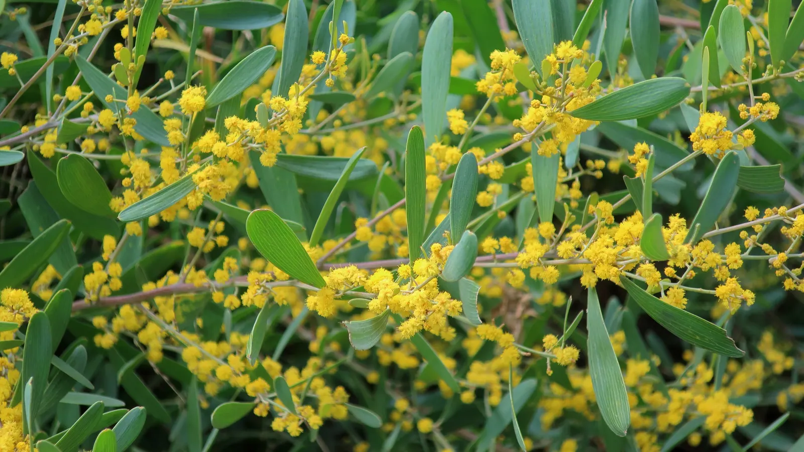 Spreading Acacia (Acacia Redolens) — also known as the Bank Catclaw or Prostrate Acacia; it requires only occasional deep watering and minimal pruning to