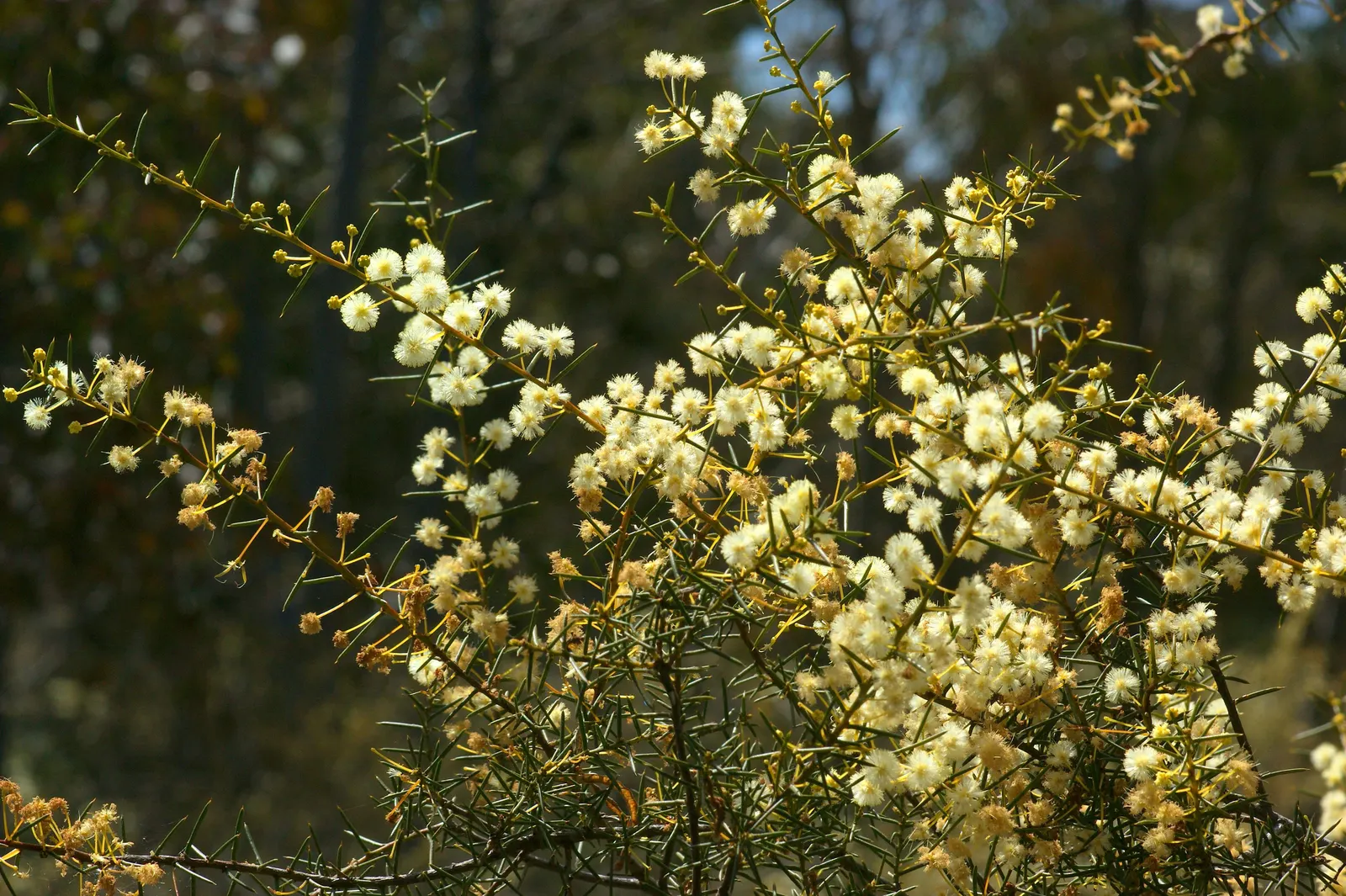 Spreading Acacia (Acacia Redolens) — aromatic leaves (phyllodes)