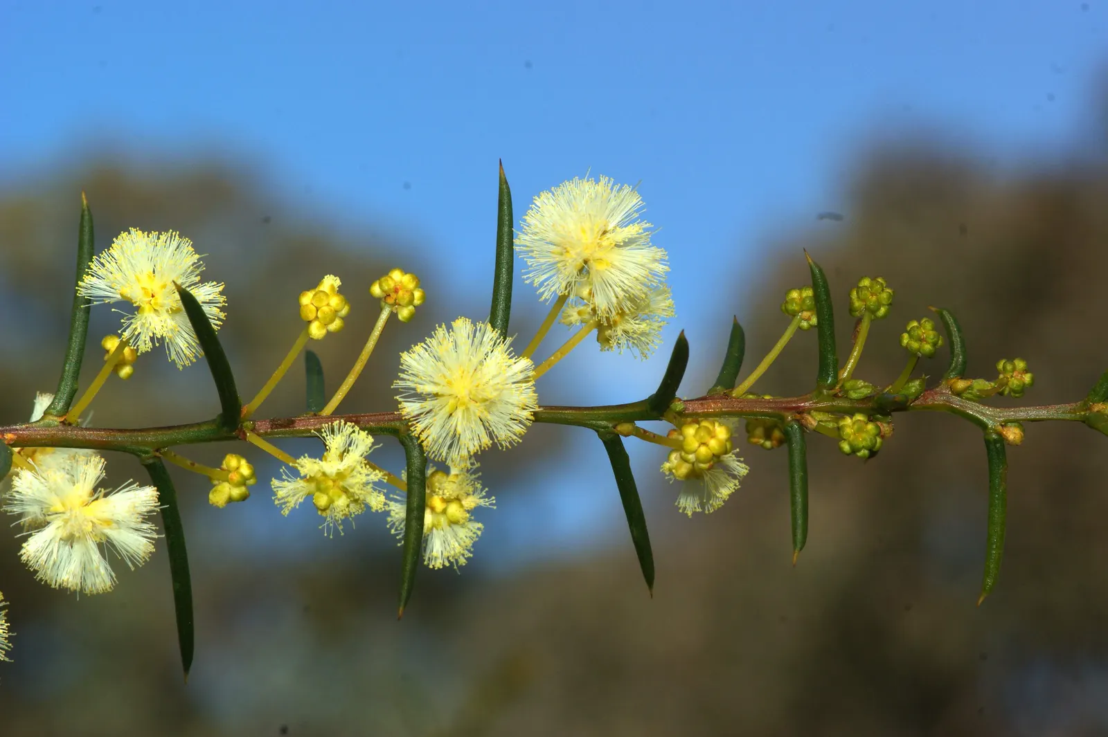 Spreading Acacia (Acacia Redolens) — and it thrives in full sun exposure