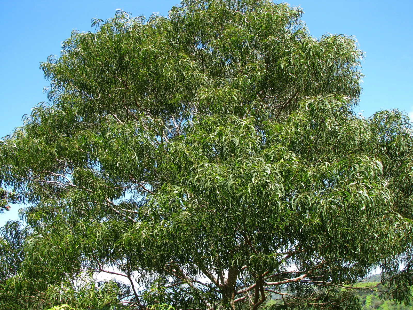 Spreading Acacia (Acacia Redolens) — ball-shaped yellow flowers that add a splash of color and fragrance in the spring and early summer
