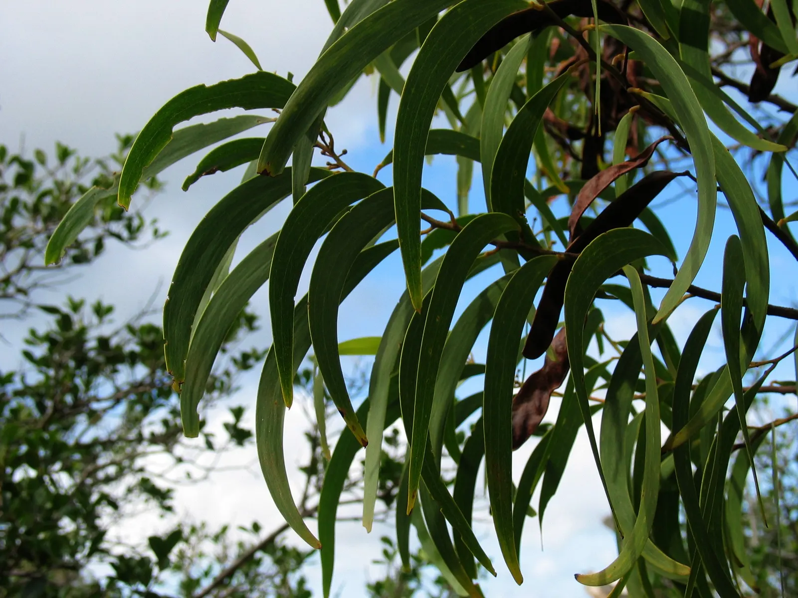 Spreading Acacia (Acacia Redolens) — Acacia redolens is adept at stabilizing slopes and suppressing weeds