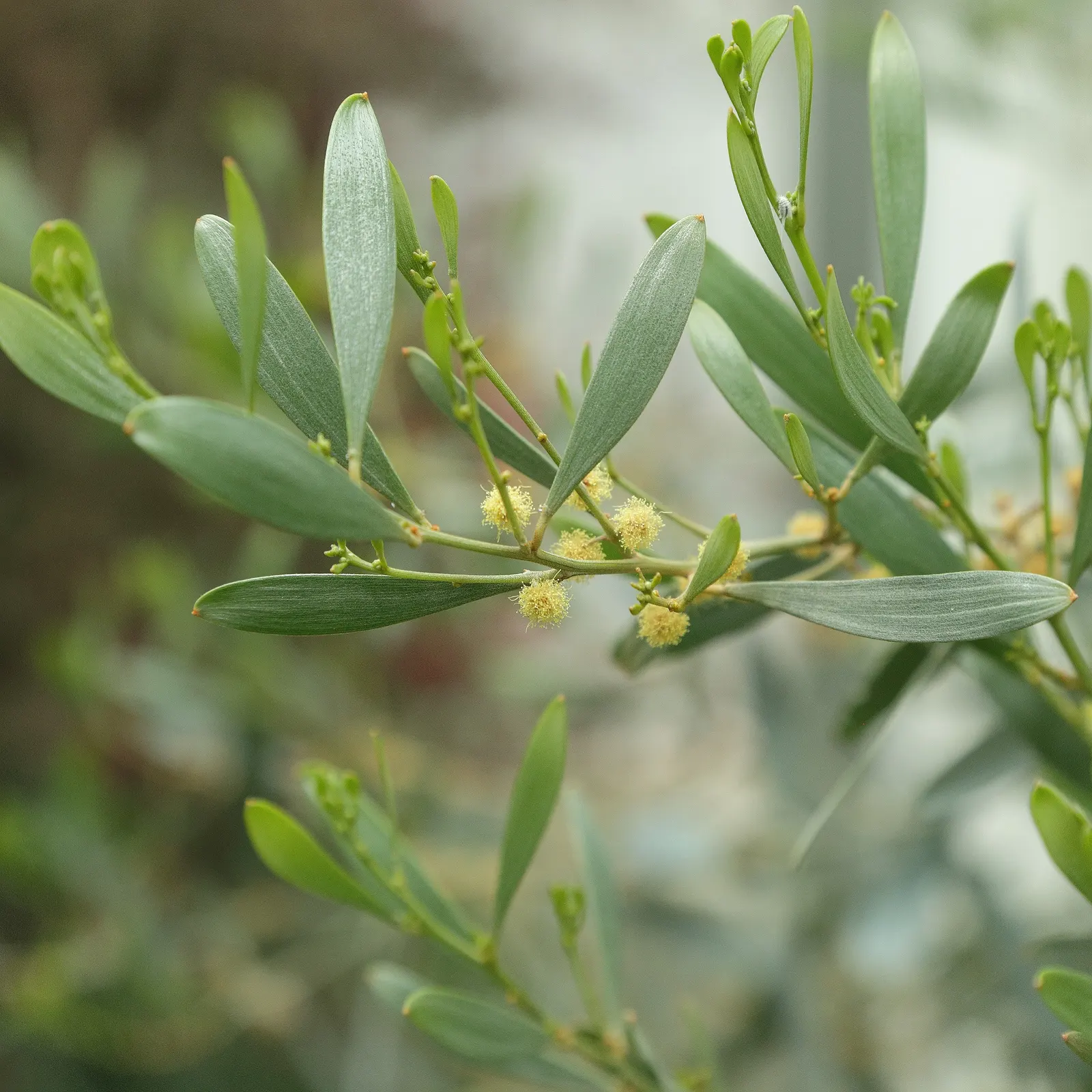 Spreading Acacia (Acacia Redolens) — low-lying growth up to 2 feet tall and 10-15 feet wide; which are actually modified stems