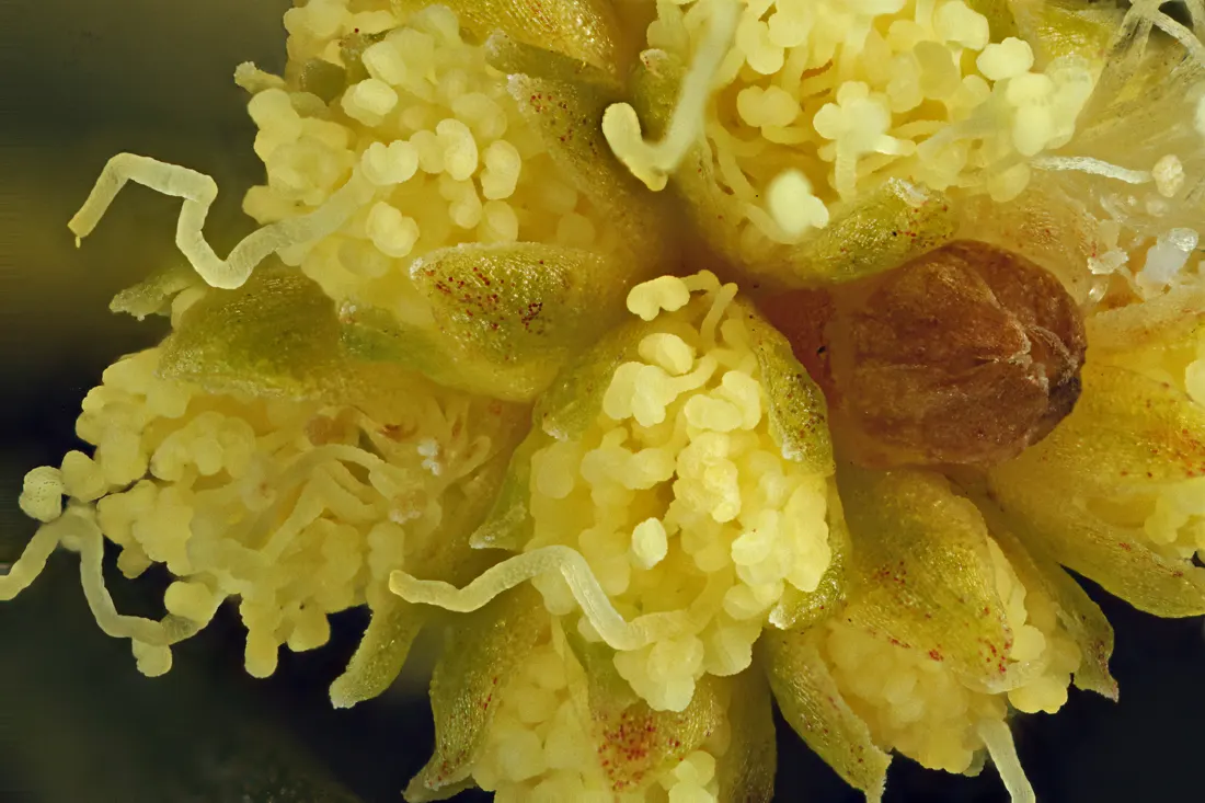 Spreading Acacia (Acacia Redolens) — also known as the Bank Catclaw or Prostrate Acacia
