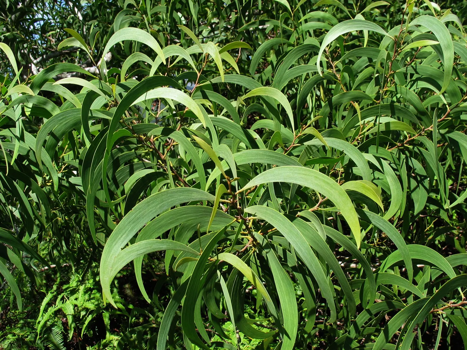 Spreading Acacia (Acacia Redolens) — Its small, gray-green foliage and yellow spring blossoms add texture and color to landscapes; from sandy to