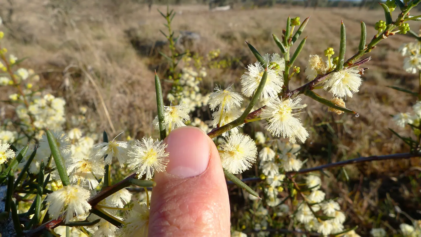 Spreading Acacia (Acacia Redolens) — yellow flowers in the garden