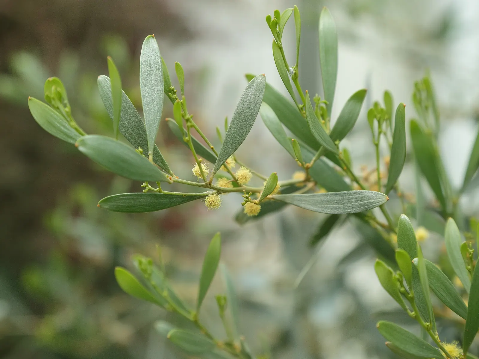 Spreading Acacia (Acacia Redolens) — Hardy in USDA zones 9-11, it thrives under full sun with minimal water; ground cover / shrub with yellow blooms