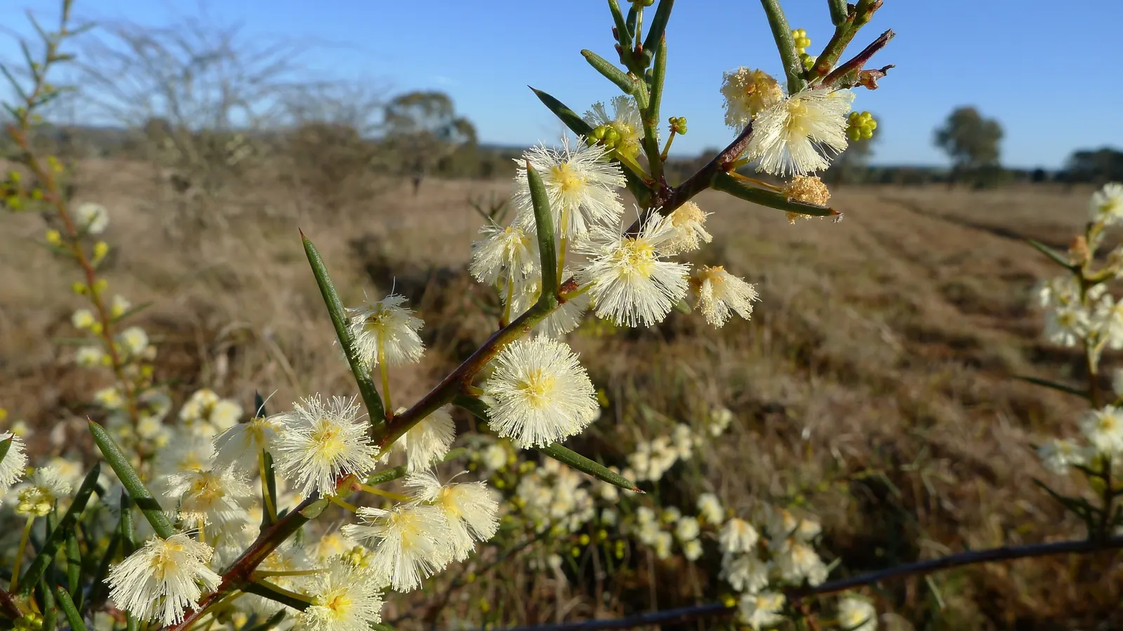 Spreading Acacia (Acacia Redolens) — is an evergreen groundcover noted for its dense