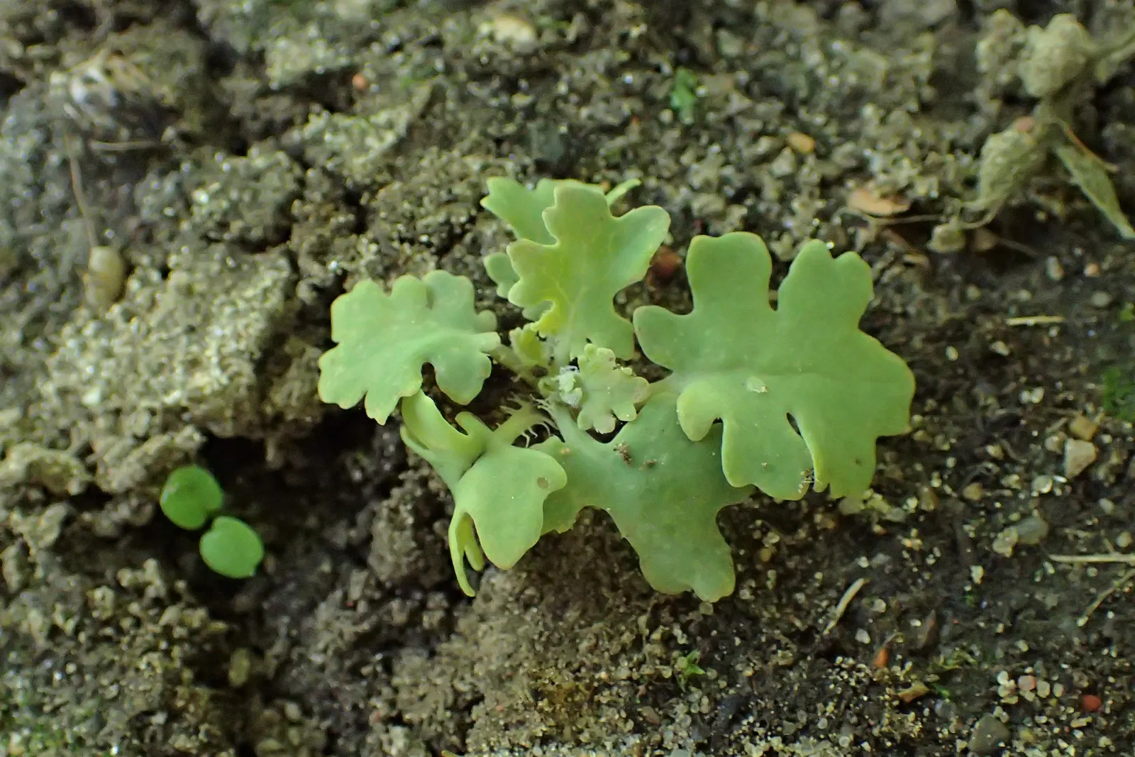 Plume Poppy (Macleaya Cordata) — Its vigorous growth and rhizomatous spread; the leaves are an intricate blue-green