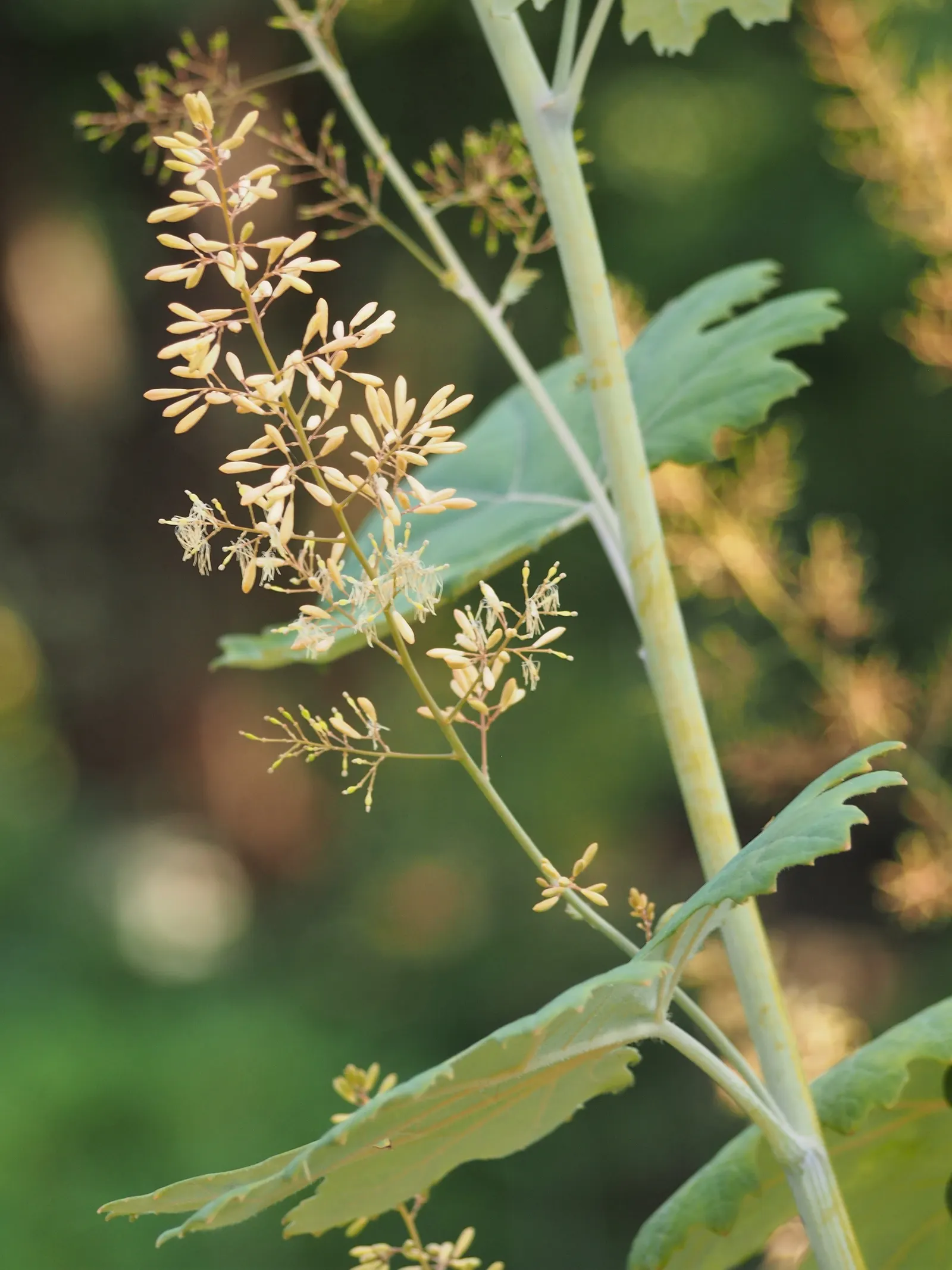 Plume Poppy (Macleaya Cordata) — Easy to care for, this species provides robust foliage and eye-catching blooms with minimal maintenance; ivory to soft pink