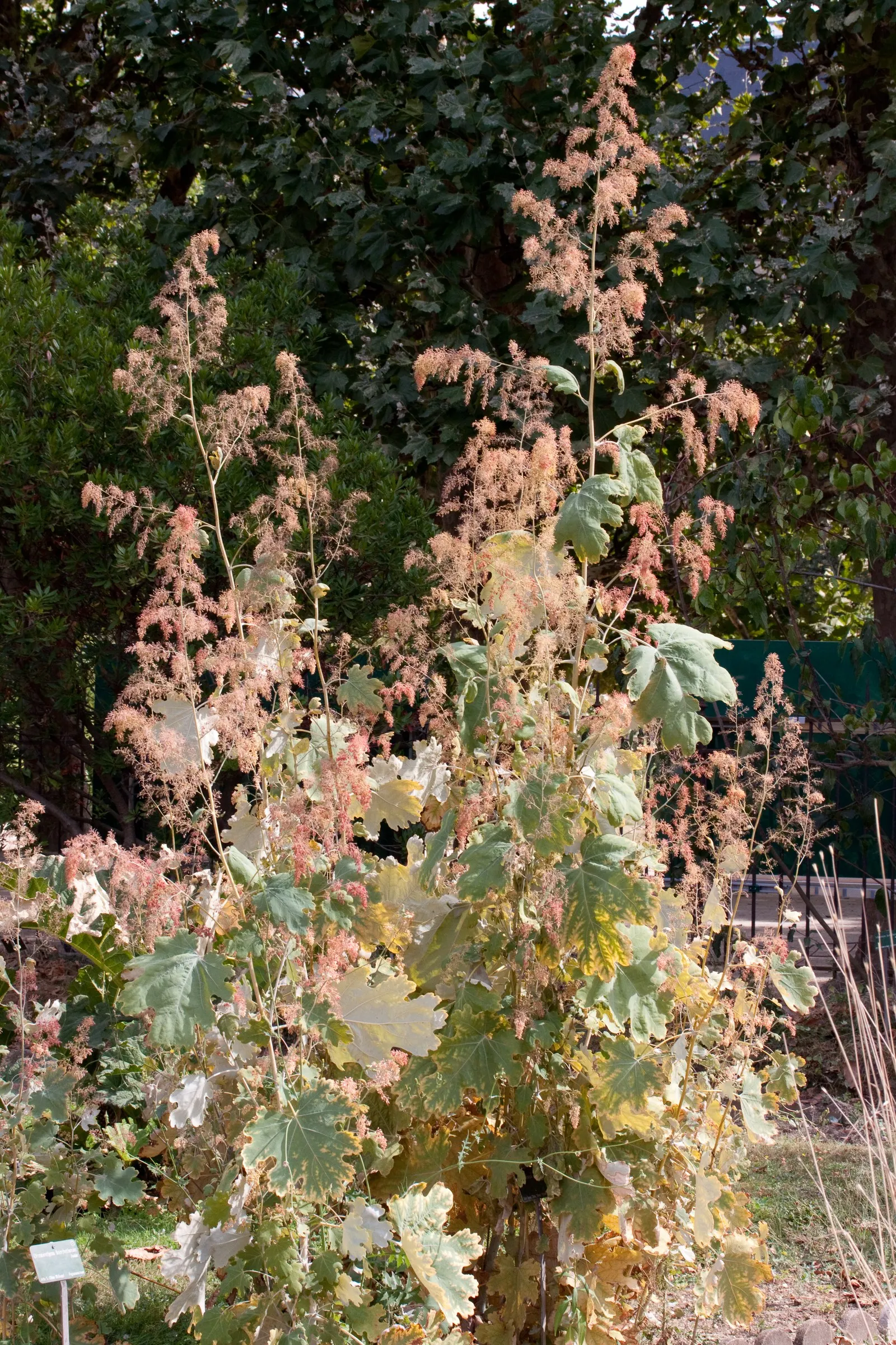 Plume Poppy (Macleaya Cordata) — thoughtful placement or containment measures should be considered in the garden design.<br><br>Lastly