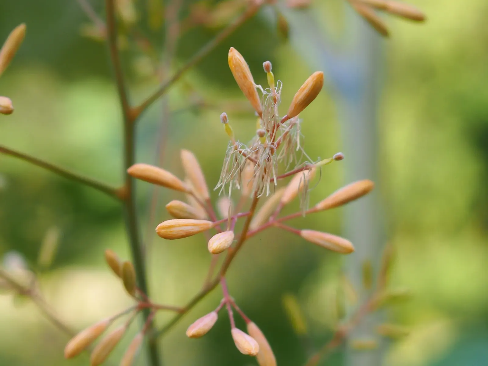 Plume Poppy (Macleaya Cordata) — deeply lobed leaves and statuesque clusters of tiny; the blooms reach lengths of up to 8 inches