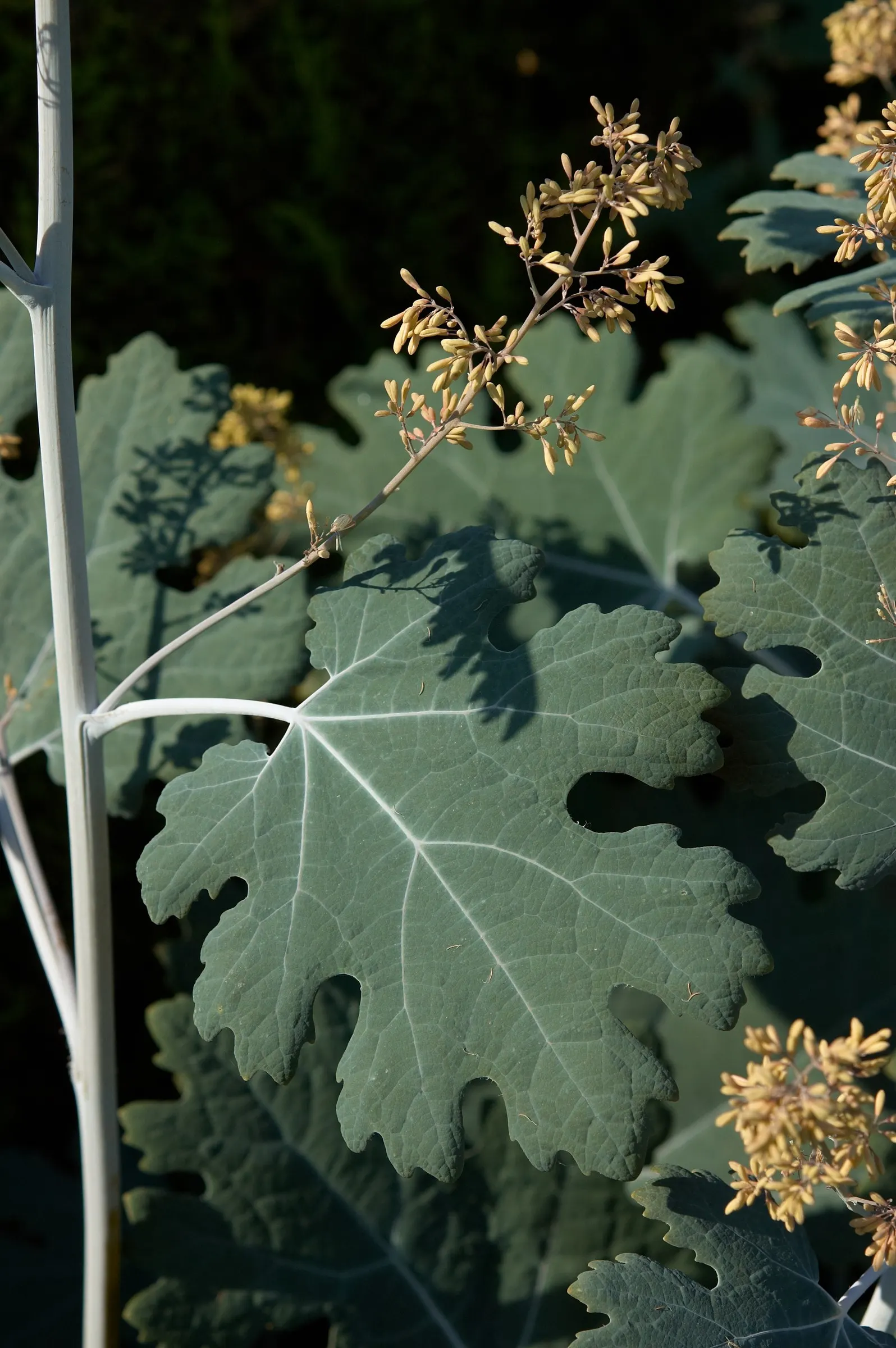 Plume Poppy (Macleaya Cordata) — boasting a lobe-shaped appearance that spans up to 10 inches across