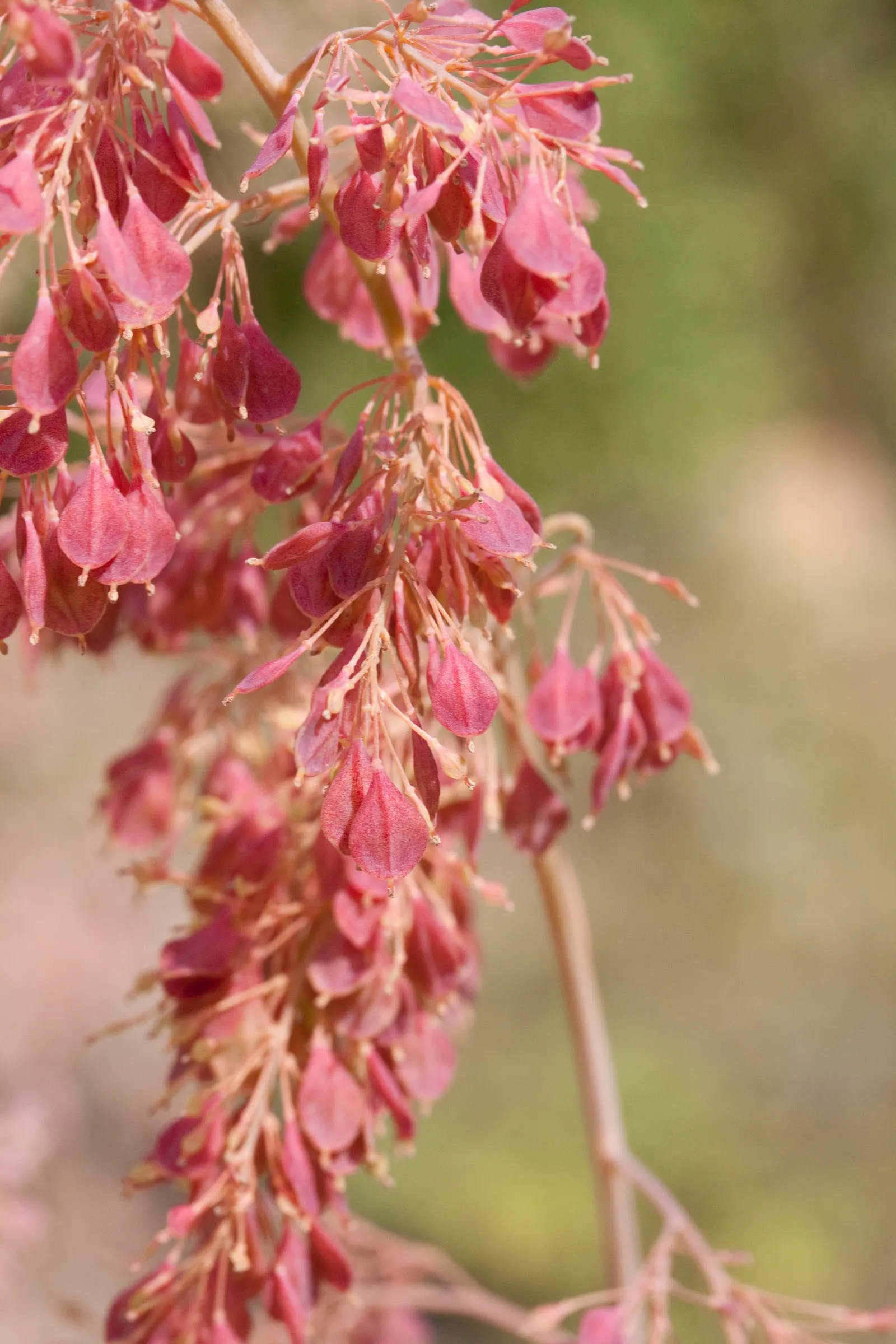 Plume Poppy (Macleaya Cordata) — deeply lobed leaves and statuesque clusters of tiny