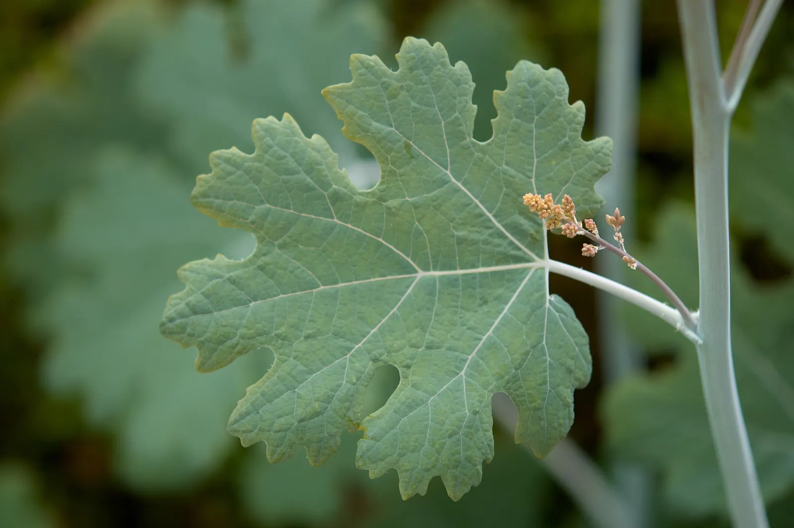 Plume Poppy (Macleaya Cordata) — due to its vigor and stature; easy to care for, this species provides robust foliage and eye-catching blooms with minimal