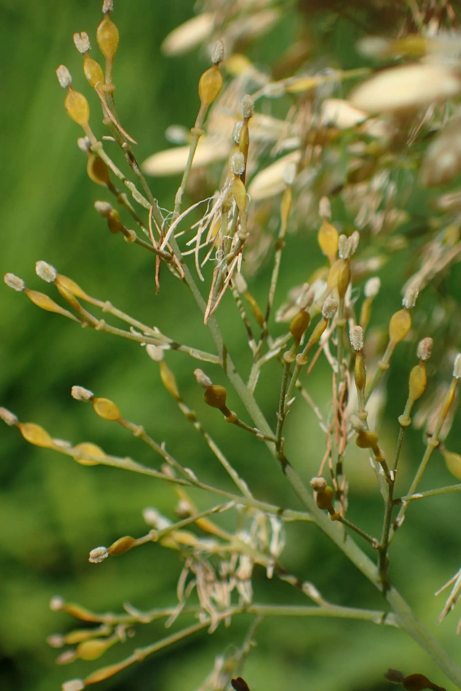 Plume Poppy (Macleaya Cordata) — cloud-like panicles of delicate creamy-white to pale pink blooms