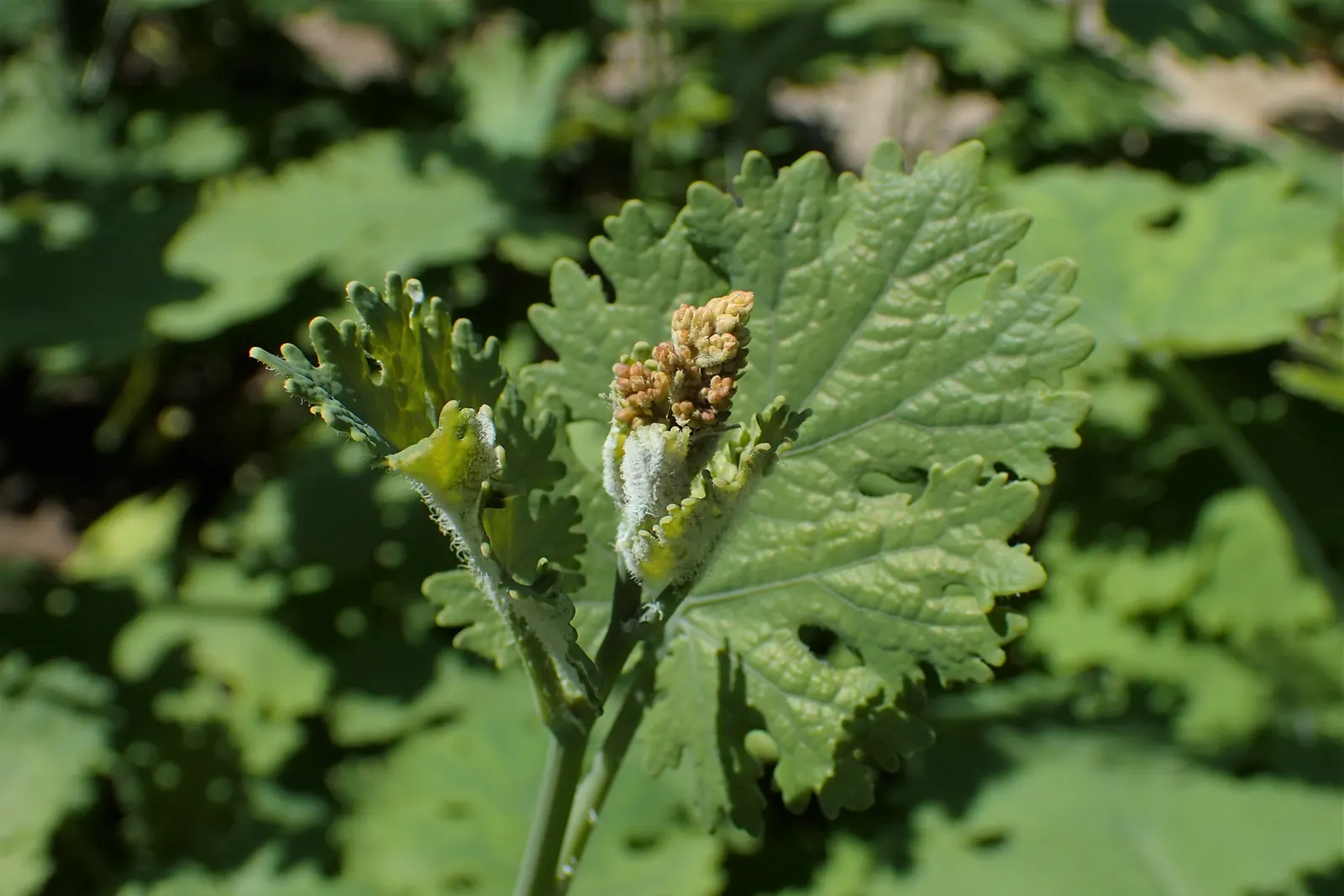 Plume Poppy (Macleaya Cordata) — Renowned for its silvery-green; the leaves are an intricate blue-green, image 58