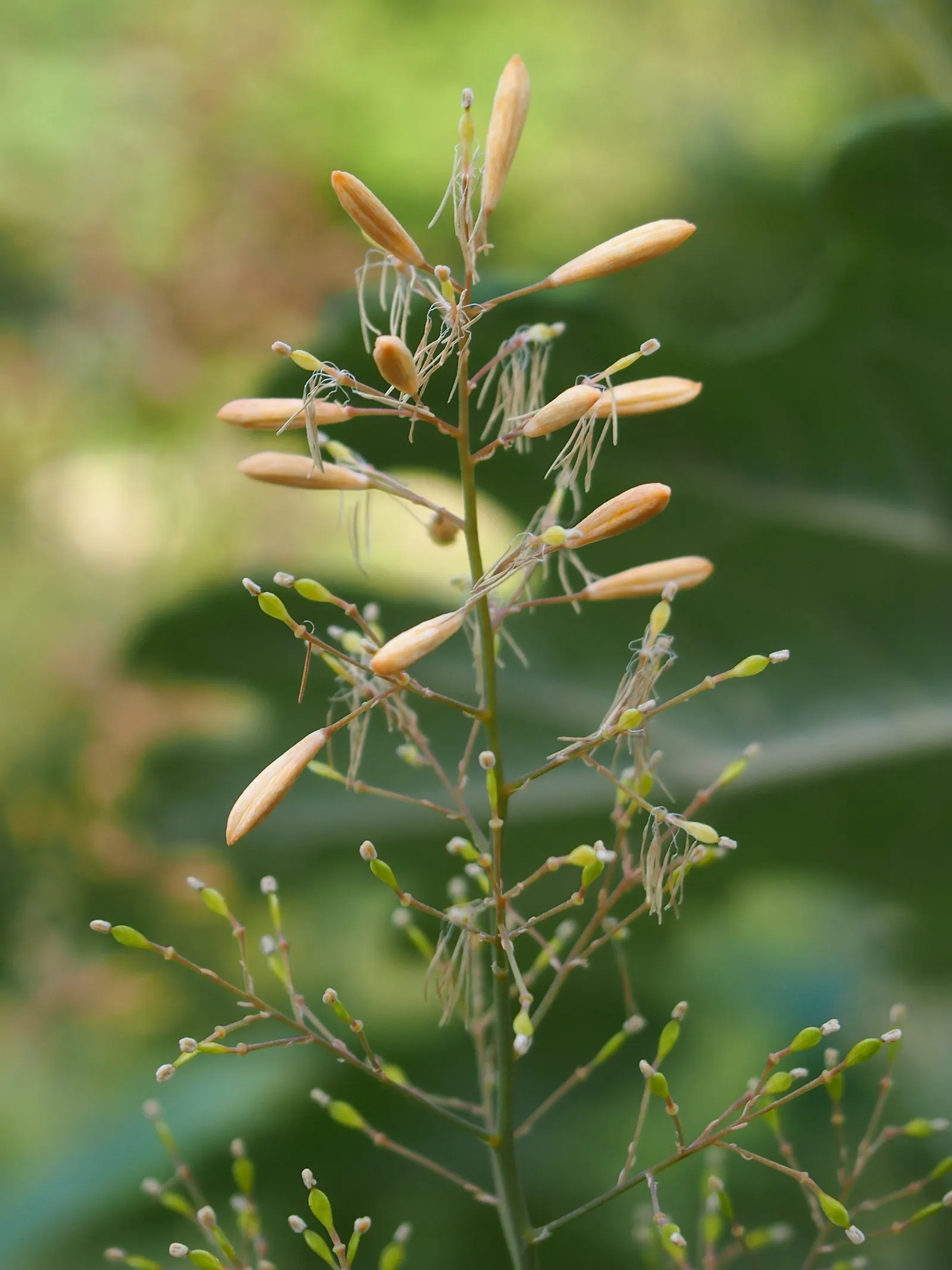 Plume Poppy (Macleaya Cordata) — make it ideal for back borders or as a privacy screen