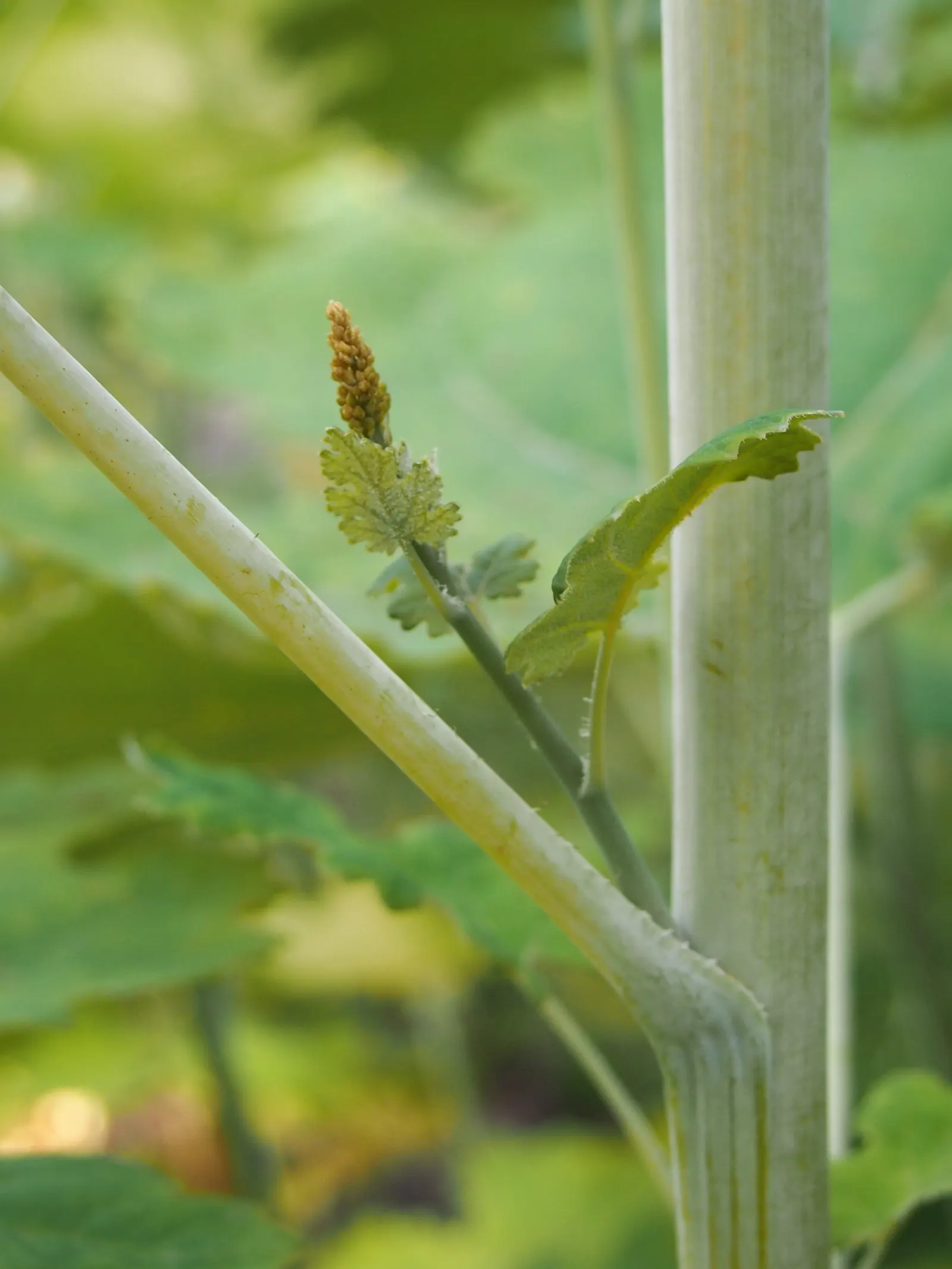 Plume Poppy (Macleaya Cordata) — ivory to soft pink flowers resembling feathery plumes in summer; easy to care for, this species provides robust, image 60