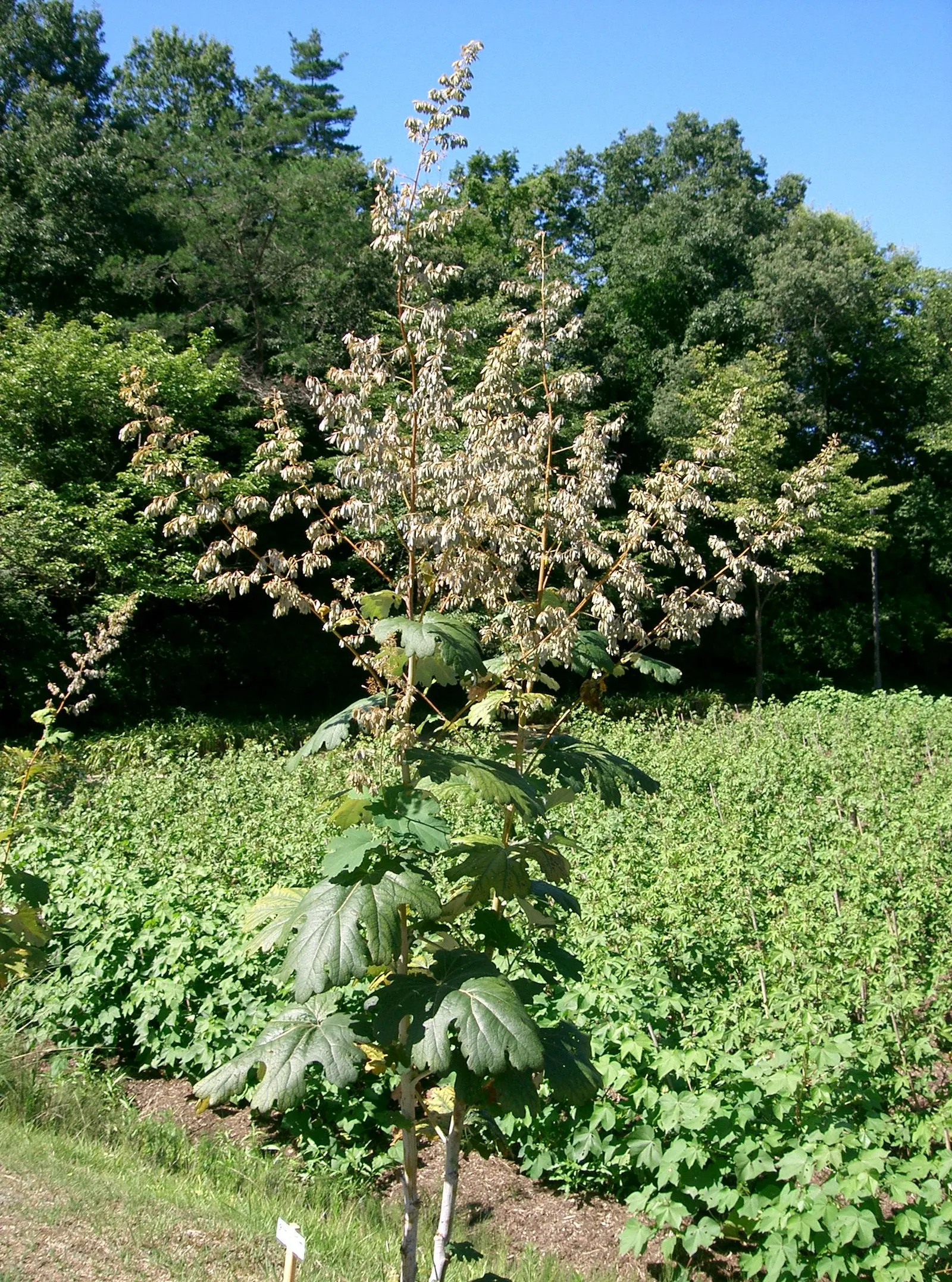 Plume Poppy (Macleaya Cordata) — Macleaya cordata prefers full sun to partial shade and grows best in well-drained soil
