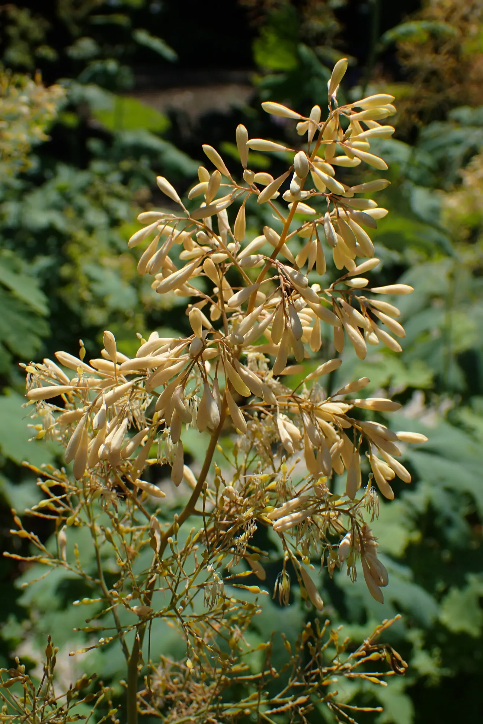 Plume Poppy (Macleaya Cordata) — the Plume Poppy presents airy; the leaves are an intricate blue-green
