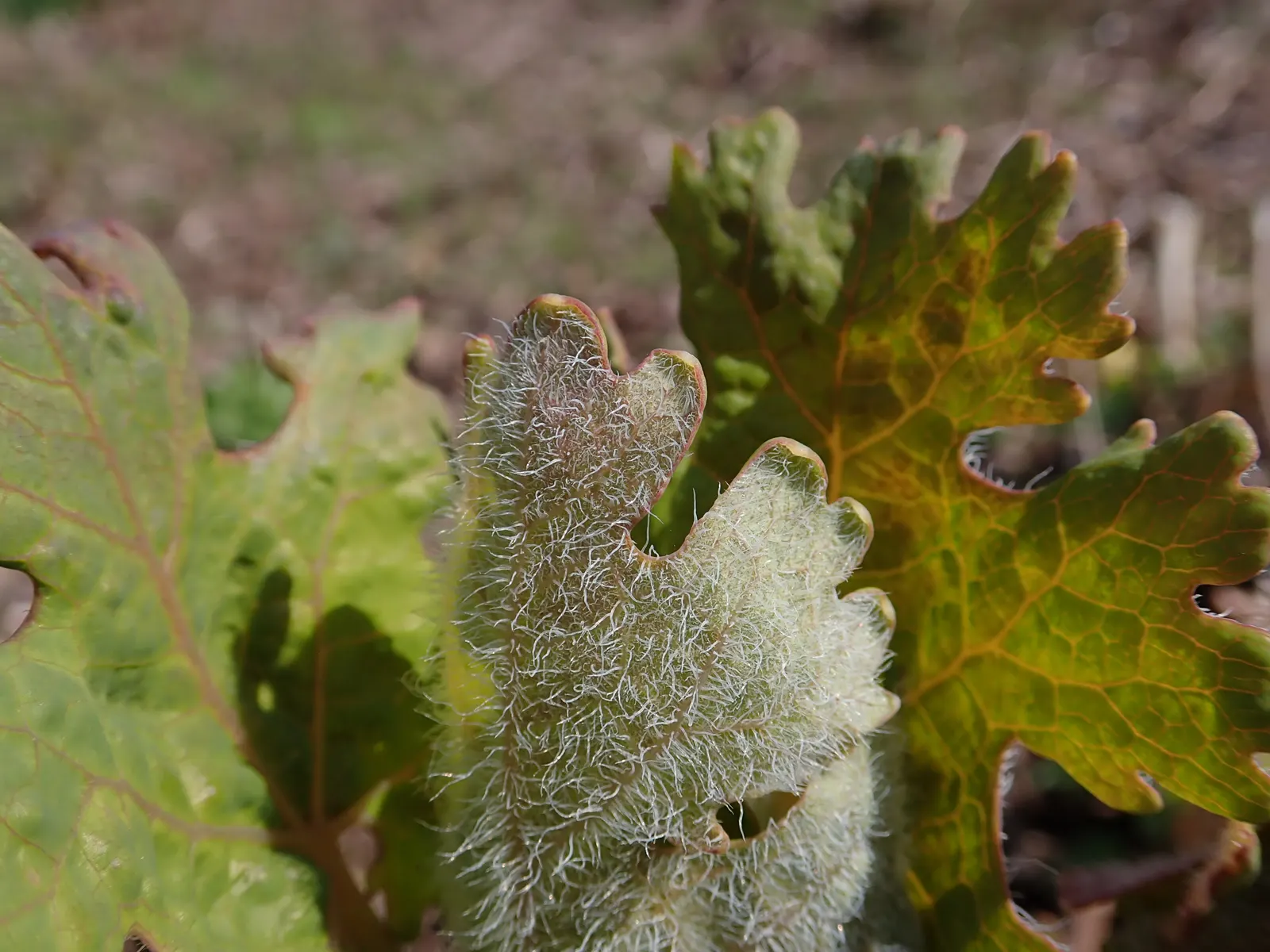 Plume Poppy (Macleaya Cordata) — ivory to soft pink flowers resembling feathery plumes in summer