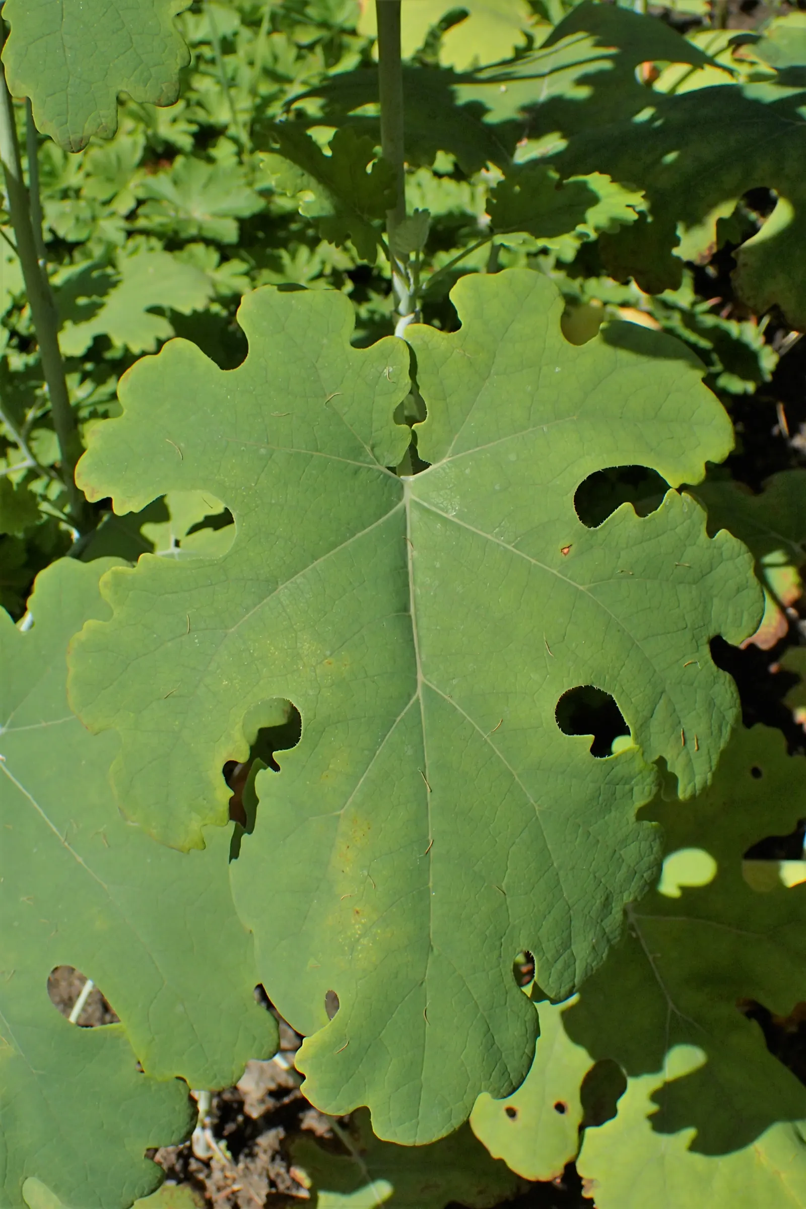 Plume Poppy (Macleaya Cordata) — Easy to care for, this species provides robust foliage and eye-catching blooms with minimal maintenance