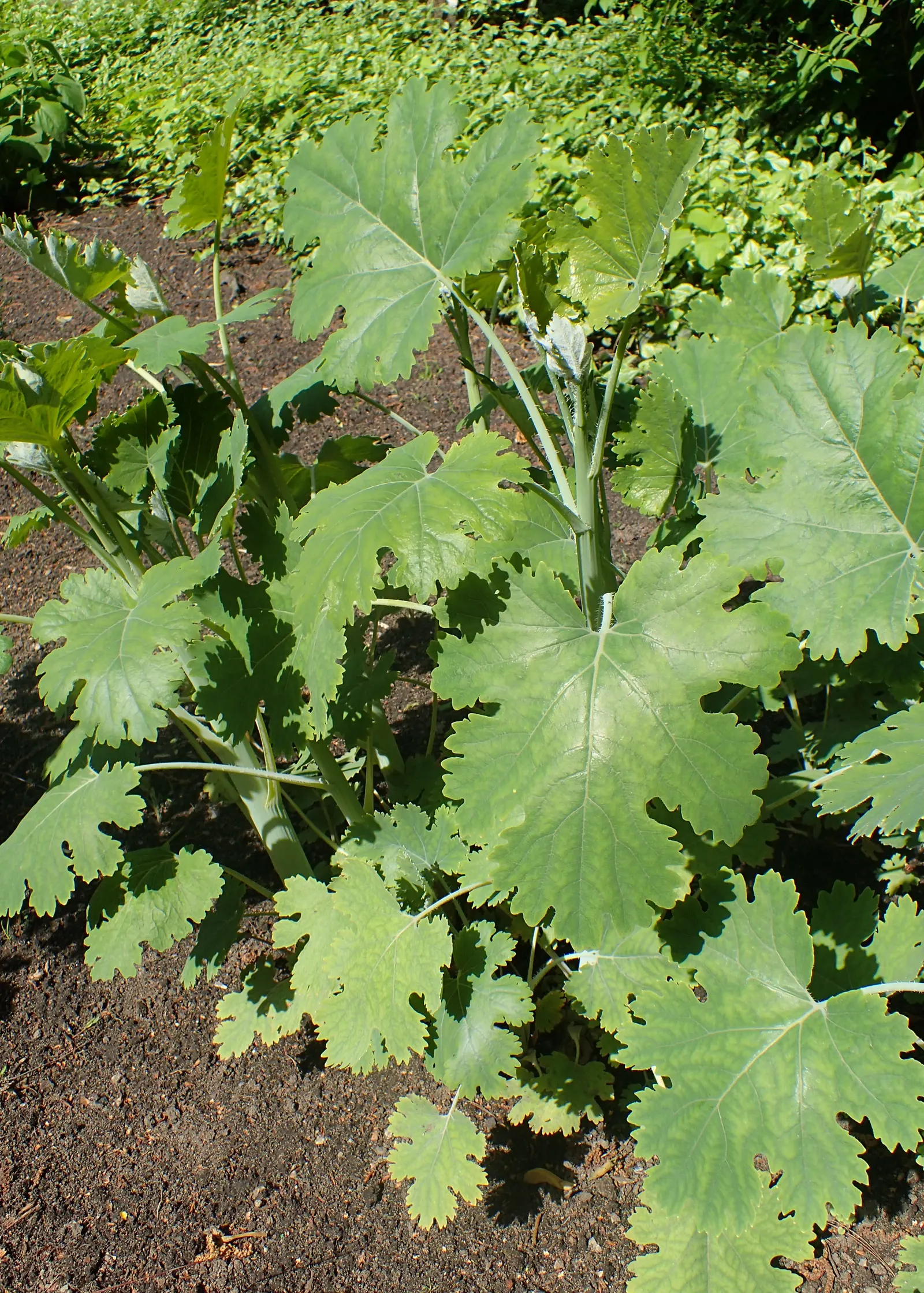 Plume Poppy (Macleaya Cordata) — providing an architectural quality to the plant's silhouette.<br><br>In mid to late summer; ivory to soft pink, image 69