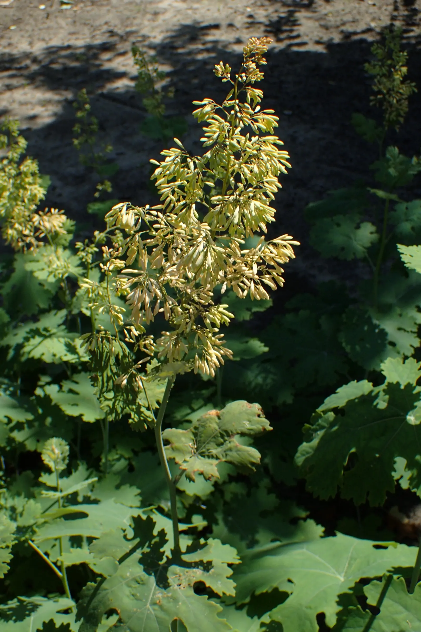 Plume Poppy (Macleaya Cordata) — is an imposing herbaceous perennial that adds an air of drama and fine texture to your garden landscape; easy to, image 64