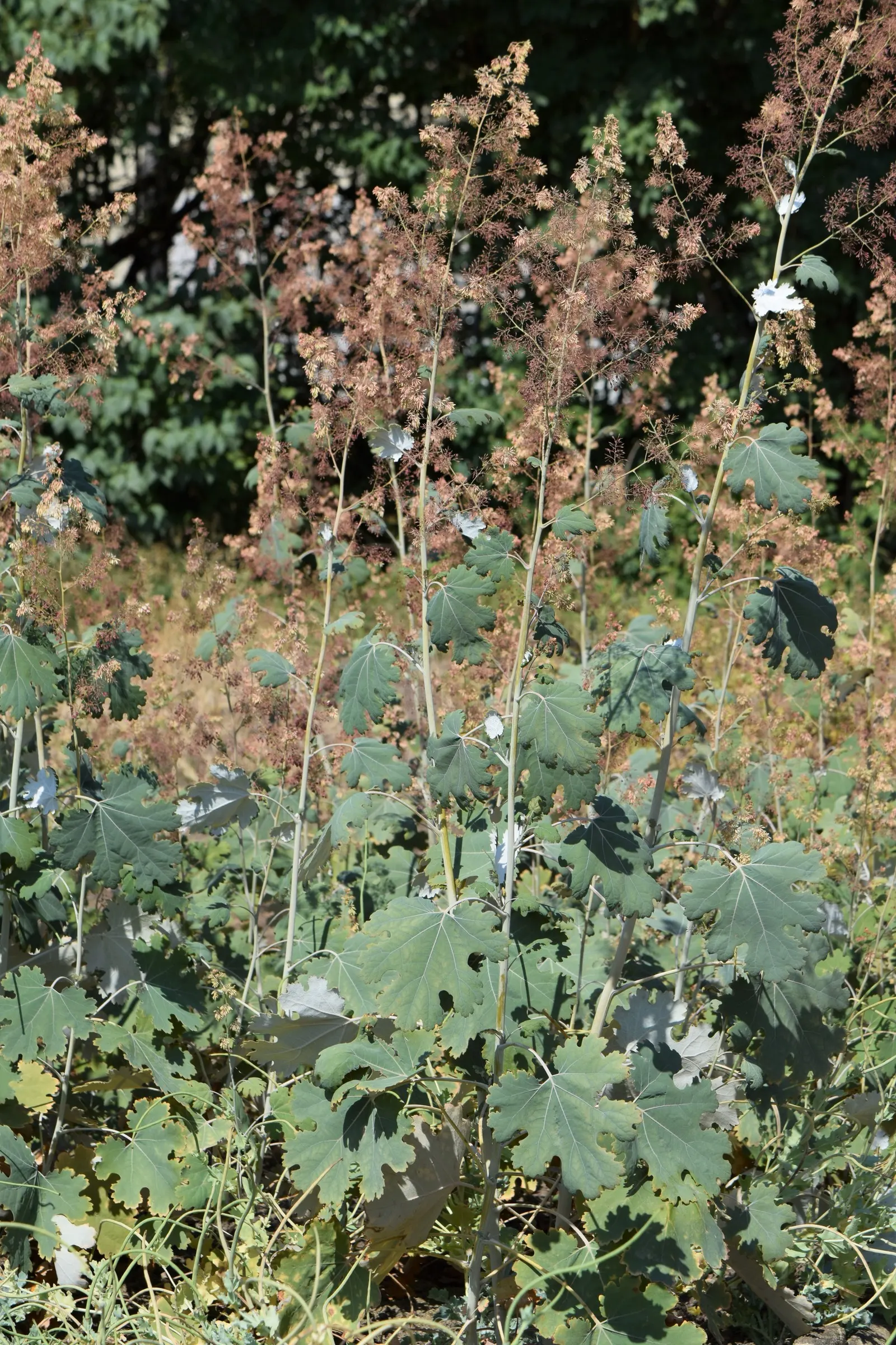 Plume Poppy (Macleaya Cordata) — Plume Poppy (Macleaya cordata) is a towering, herbaceous perennial, reaching 5-8 feet in height; ivory to soft pink flowers