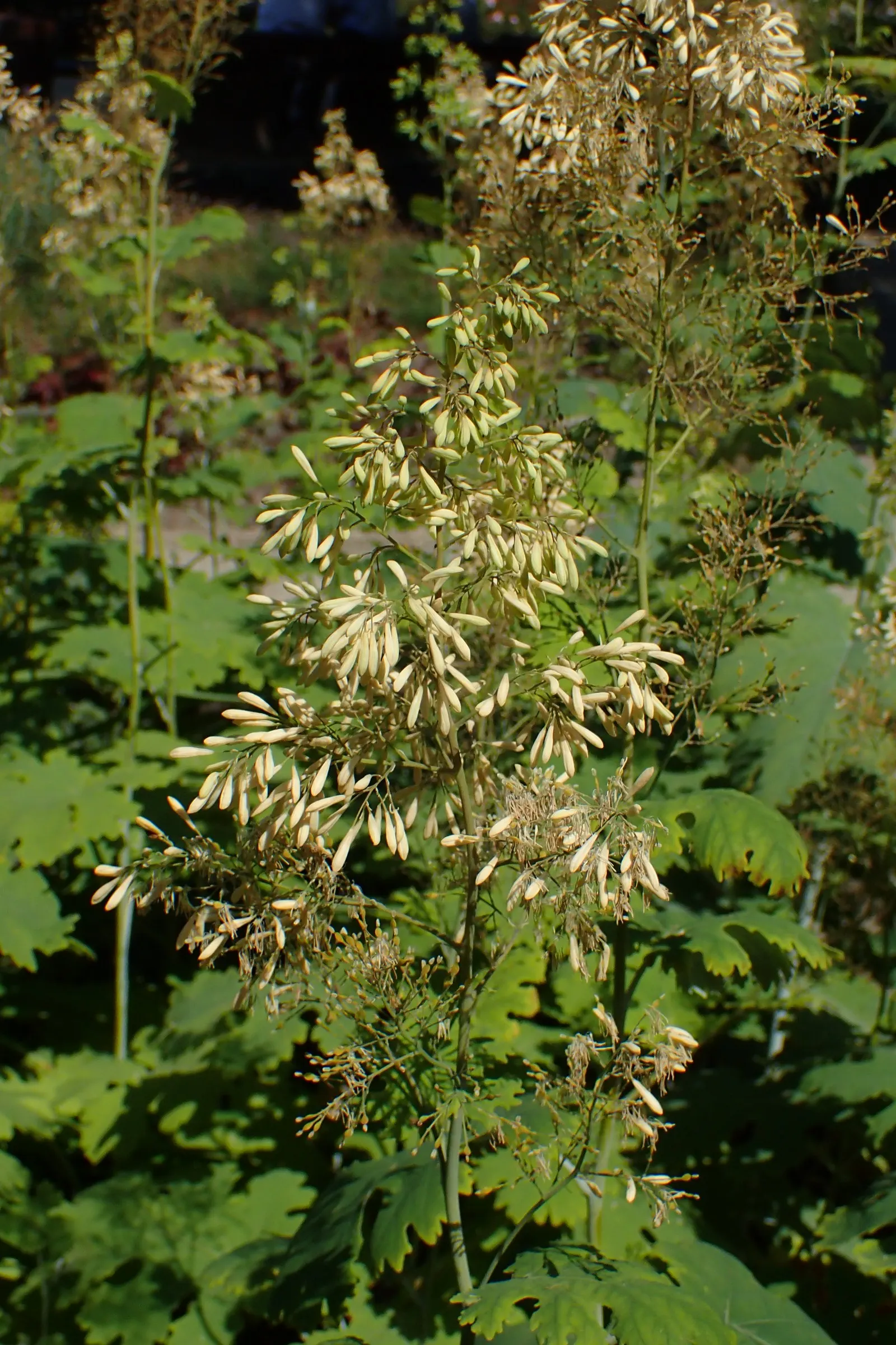 Plume Poppy (Macleaya Cordata) — deeply lobed leaves and statuesque clusters of tiny; the blooms reach lengths of up to 8 inches, image 59
