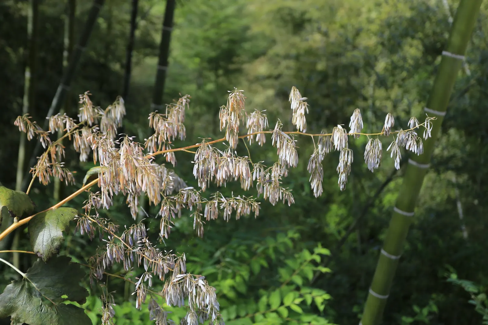 Plume Poppy (Macleaya Cordata) — make it ideal for back borders or as a privacy screen; the blooms reach lengths of up to 8 inches, image 63