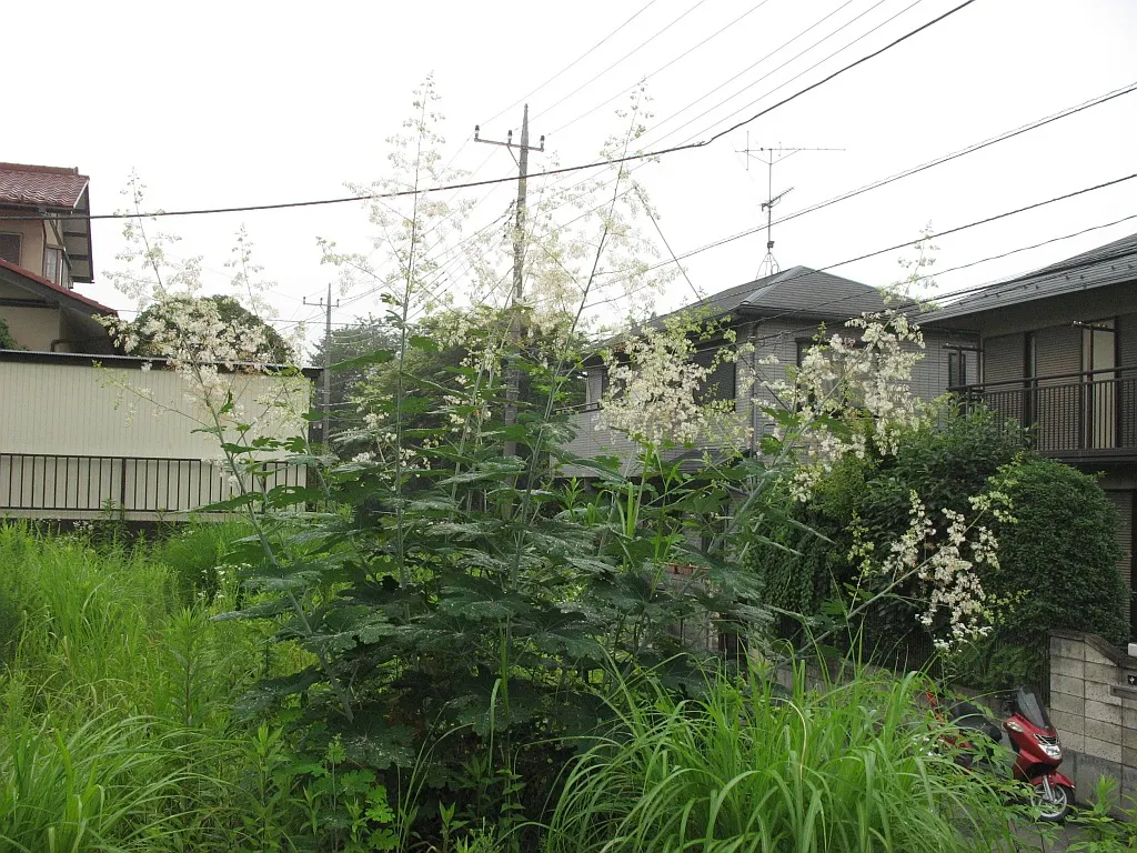 Plume Poppy (Macleaya Cordata) — It's important to note that while the Plume Poppy is moderately drought tolerant