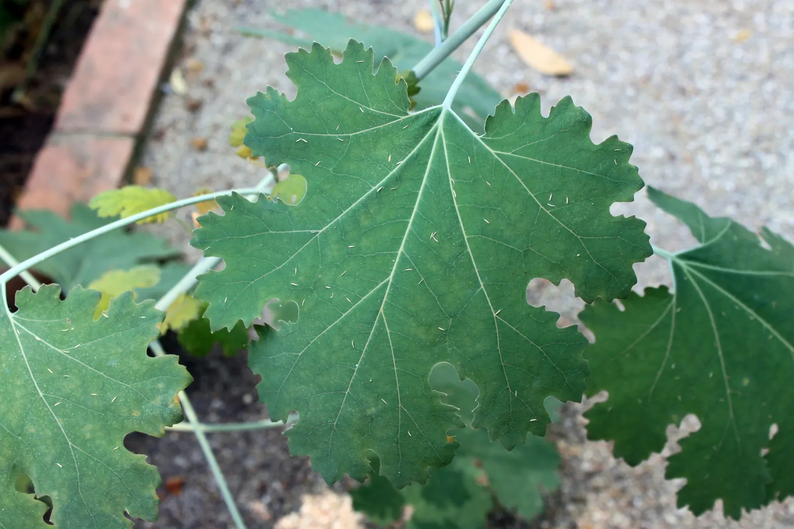 Plume Poppy (Macleaya Cordata) — is an imposing herbaceous perennial that adds an air of drama and fine texture to your garden landscape
