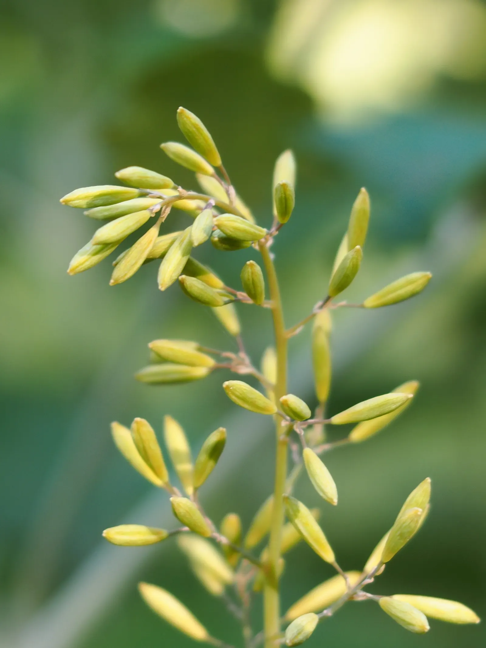 Plume Poppy (Macleaya Cordata) — the Plume Poppy presents airy; the leaves are an intricate blue-green, image 70