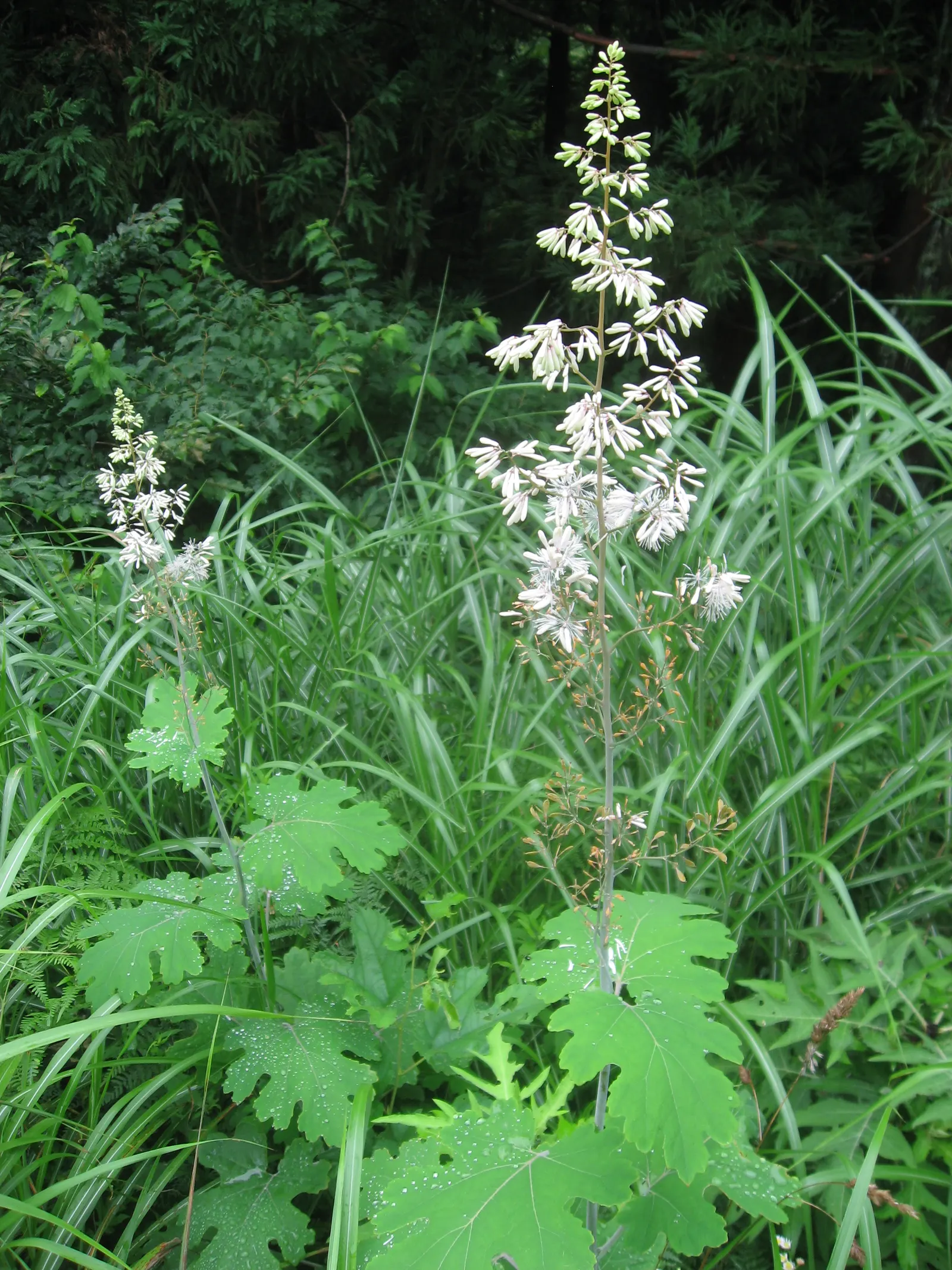 Plume Poppy (Macleaya Cordata) — thoughtful placement or containment measures should be considered in the garden design.<br><br>Lastly; the blooms reach