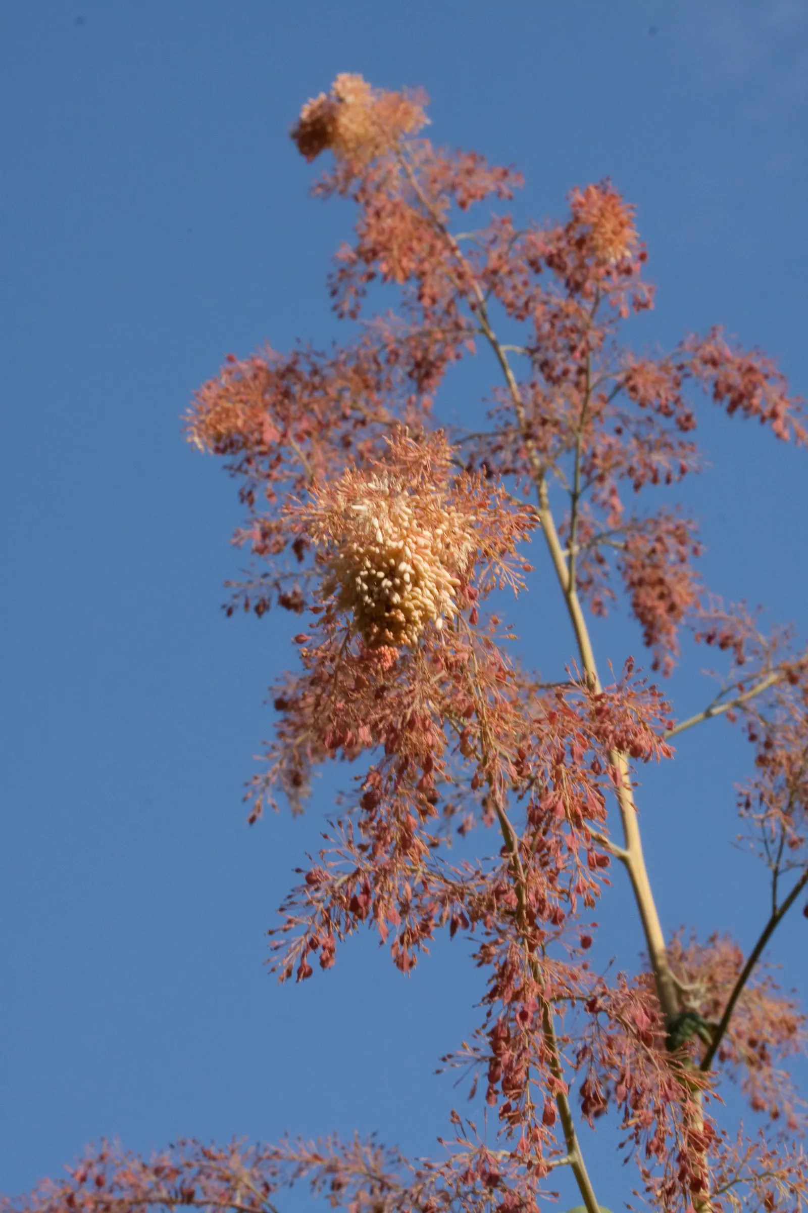 Plume Poppy (Macleaya Cordata) — This low-maintenance plant prefers full sun to partial shade and well-draining soil; ivory to soft pink flowers, image 61