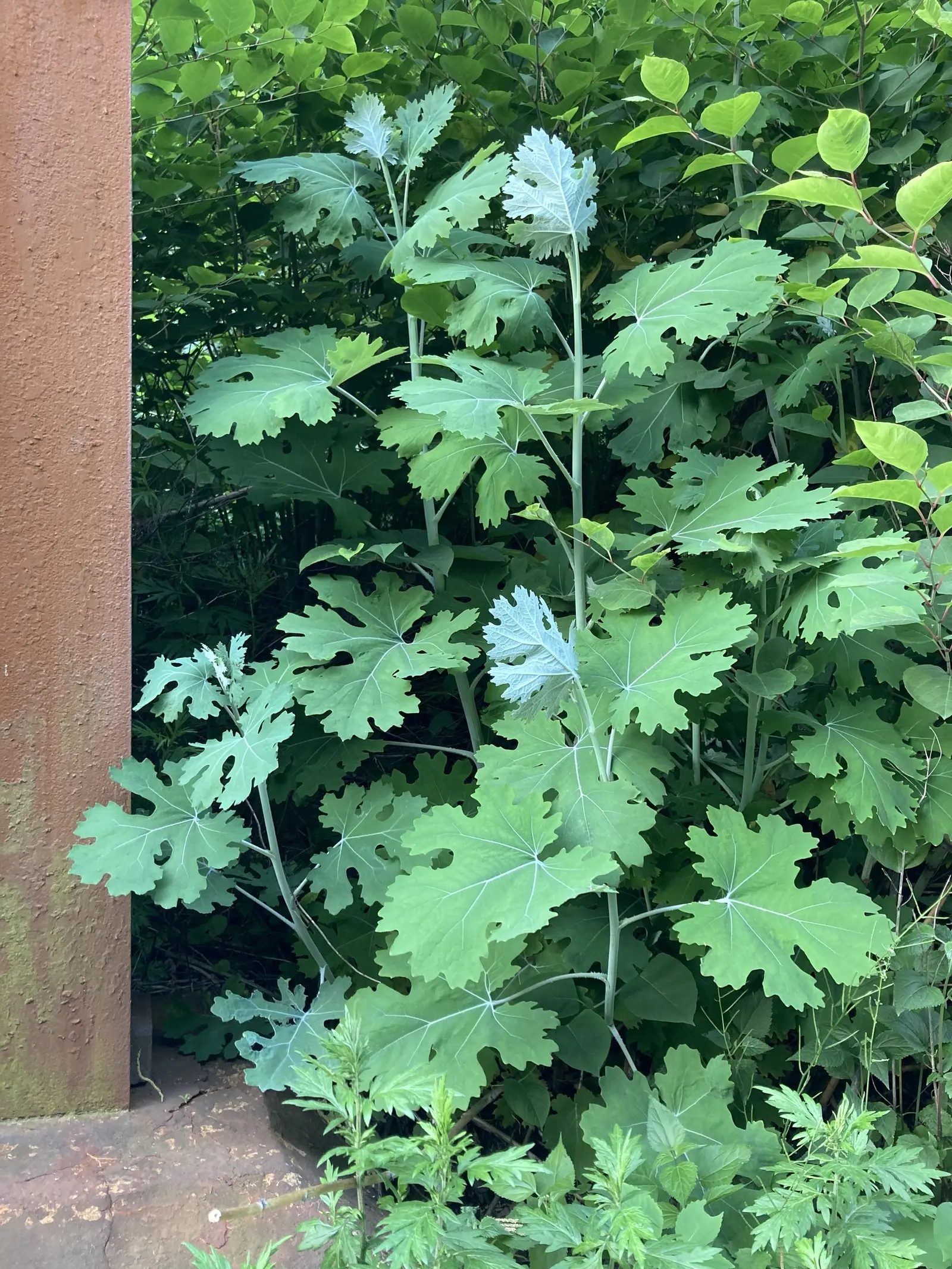 Plume Poppy (Macleaya Cordata) — it can spread invasively through rhizomes if allowed; the leaves are an intricate blue-green