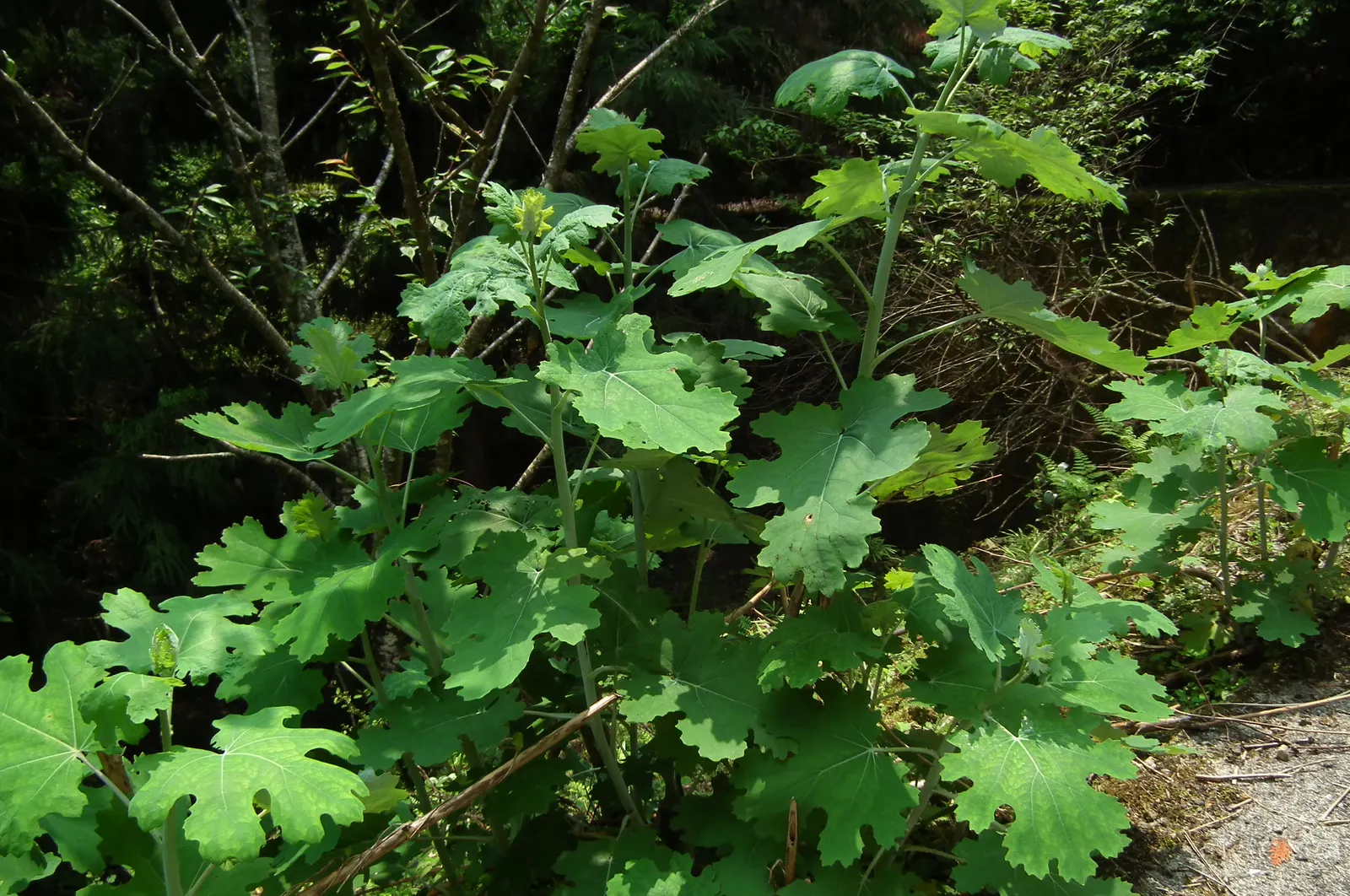 Plume Poppy (Macleaya Cordata) — perennial for full or half; easy to care for, this species provides robust foliage and eye-catching blooms with minimal