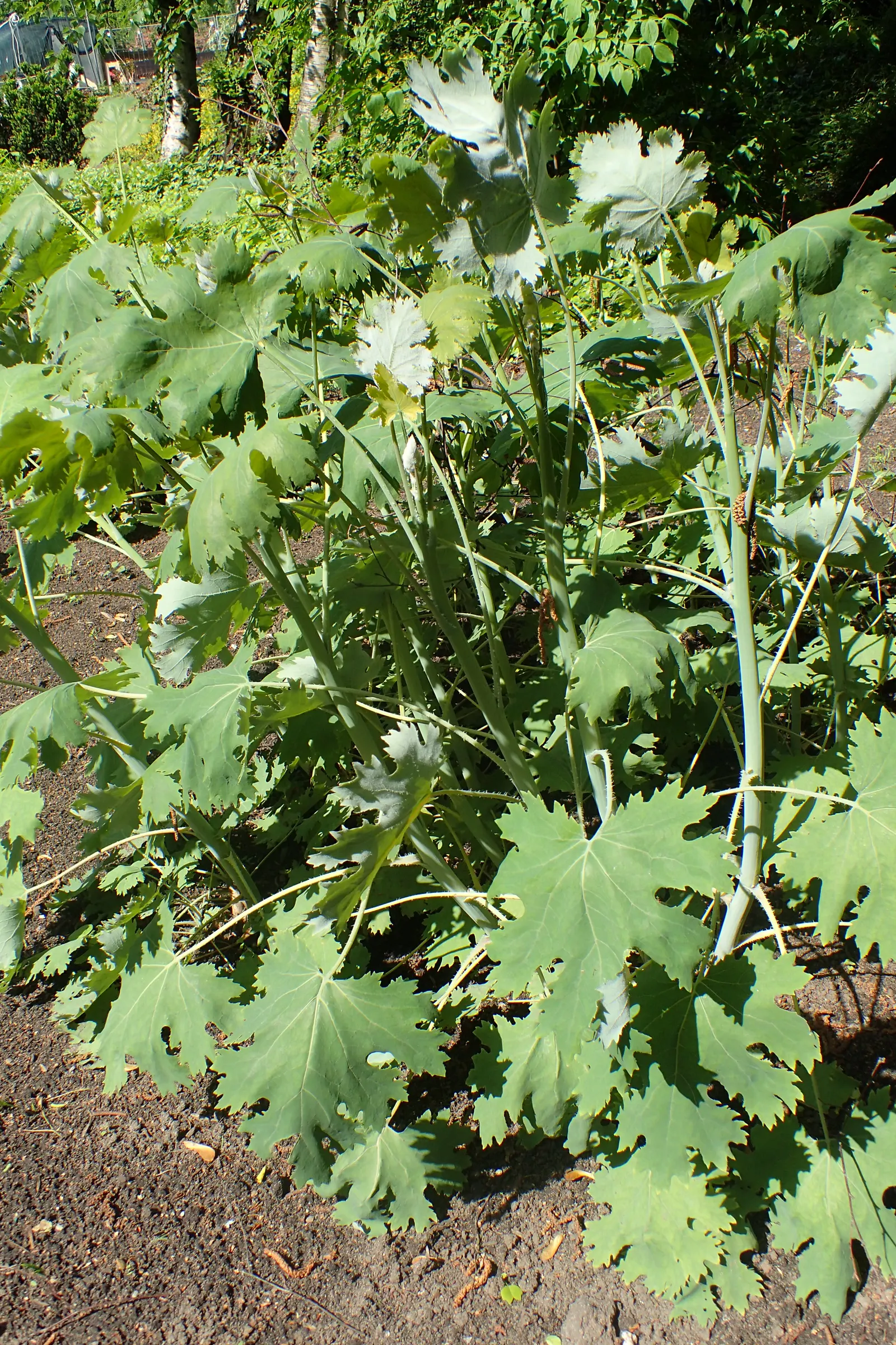 Plume Poppy (Macleaya Cordata) — The blooms reach lengths of up to 8 inches; the leaves are an intricate blue-green