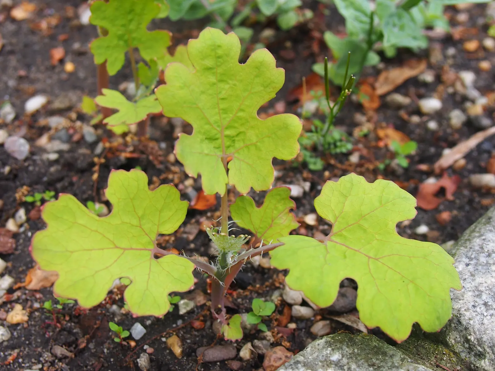 Plume Poppy (Macleaya Cordata) — white flowers in the garden