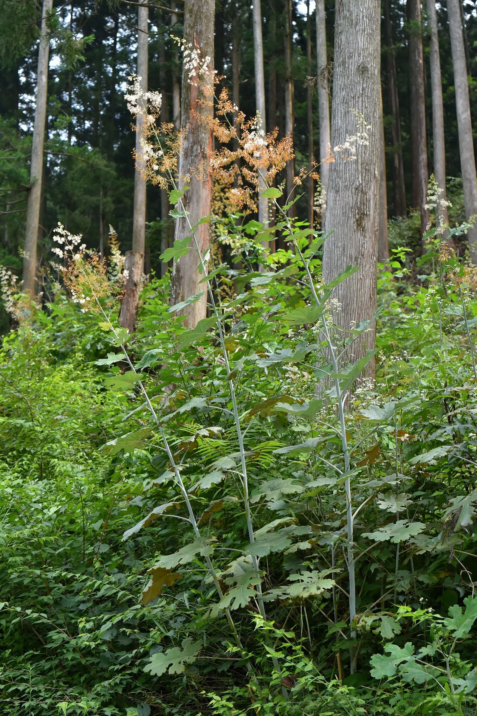 Plume Poppy (Macleaya Cordata) — The leaves are an intricate blue-green