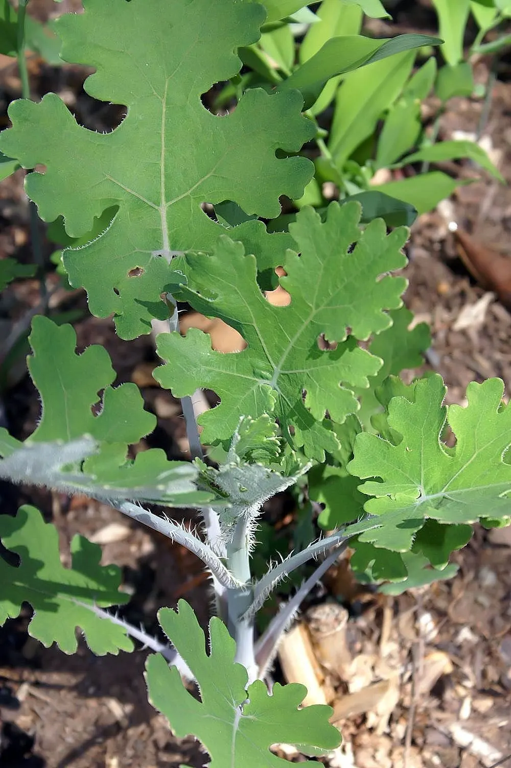 Plume Poppy (Macleaya Cordata) — These feathery flowers stand tall above the foliage
