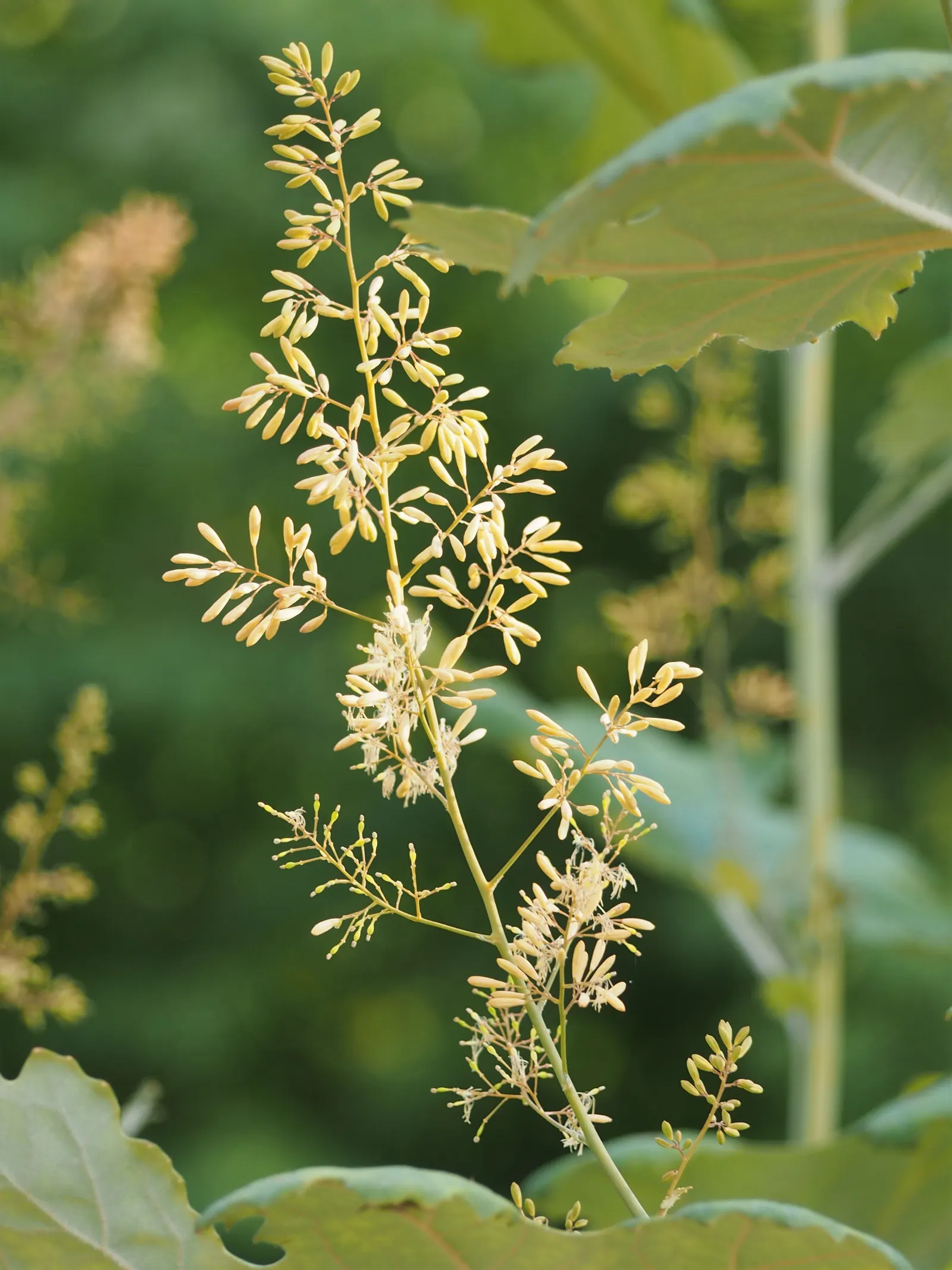 Plume Poppy (Macleaya Cordata) — The blooms reach lengths of up to 8 inches
