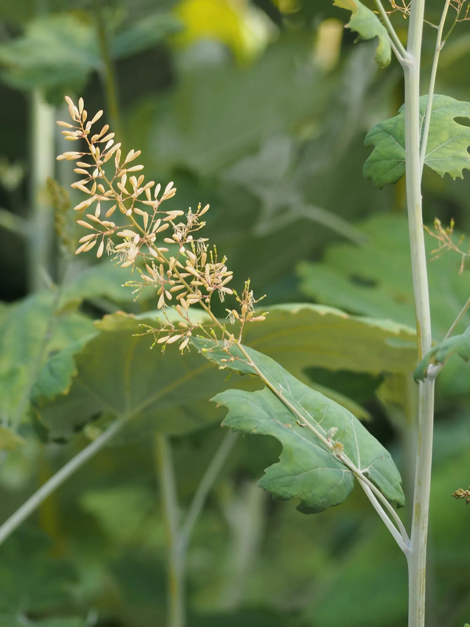 Plume Poppy (Macleaya Cordata) — Plume Poppy (Macleaya cordata) is a towering, herbaceous perennial, reaching 5-8 feet in height; ivory to soft, image 57