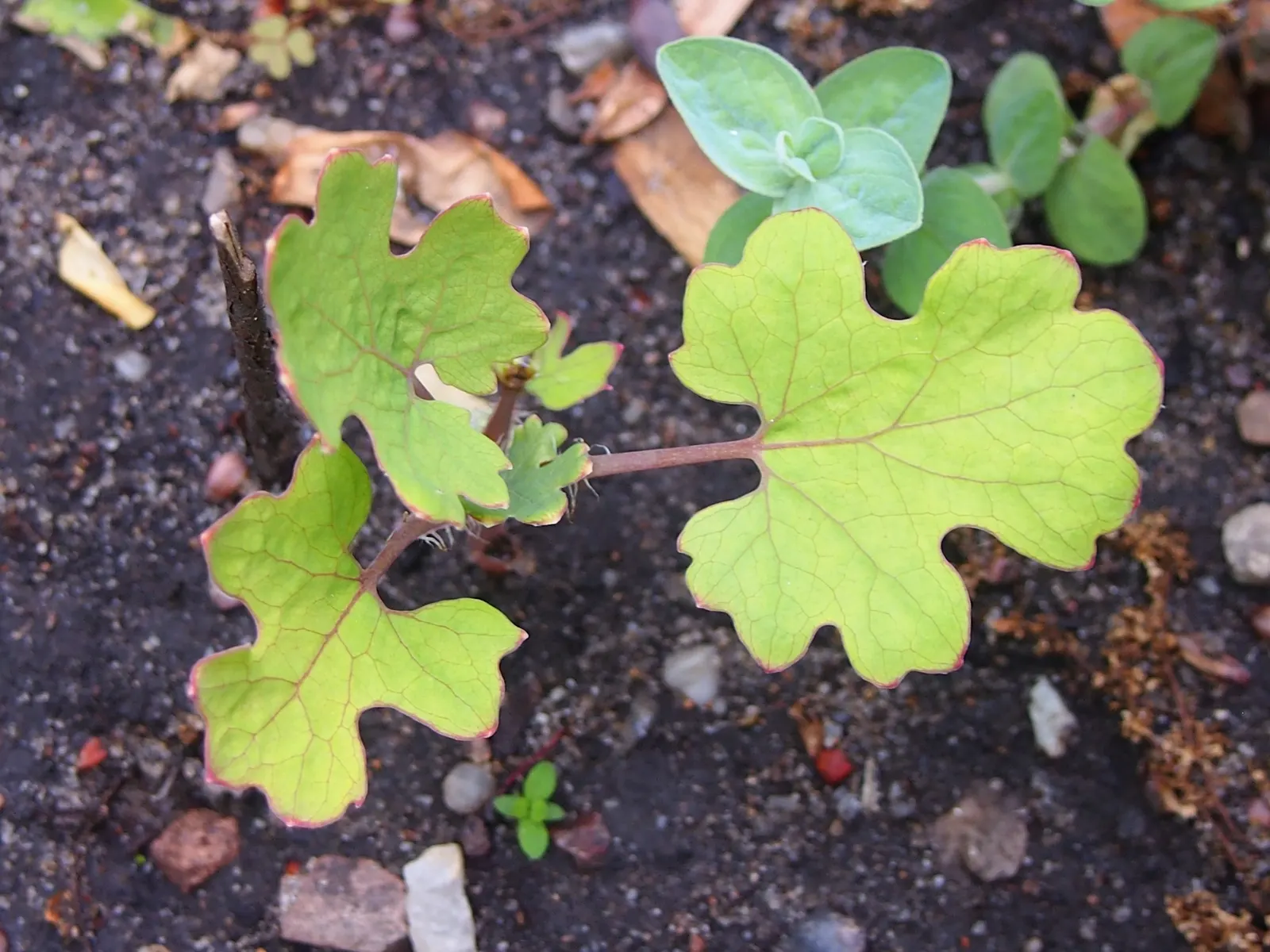 Plume Poppy (Macleaya Cordata) — Renowned for its silvery-green