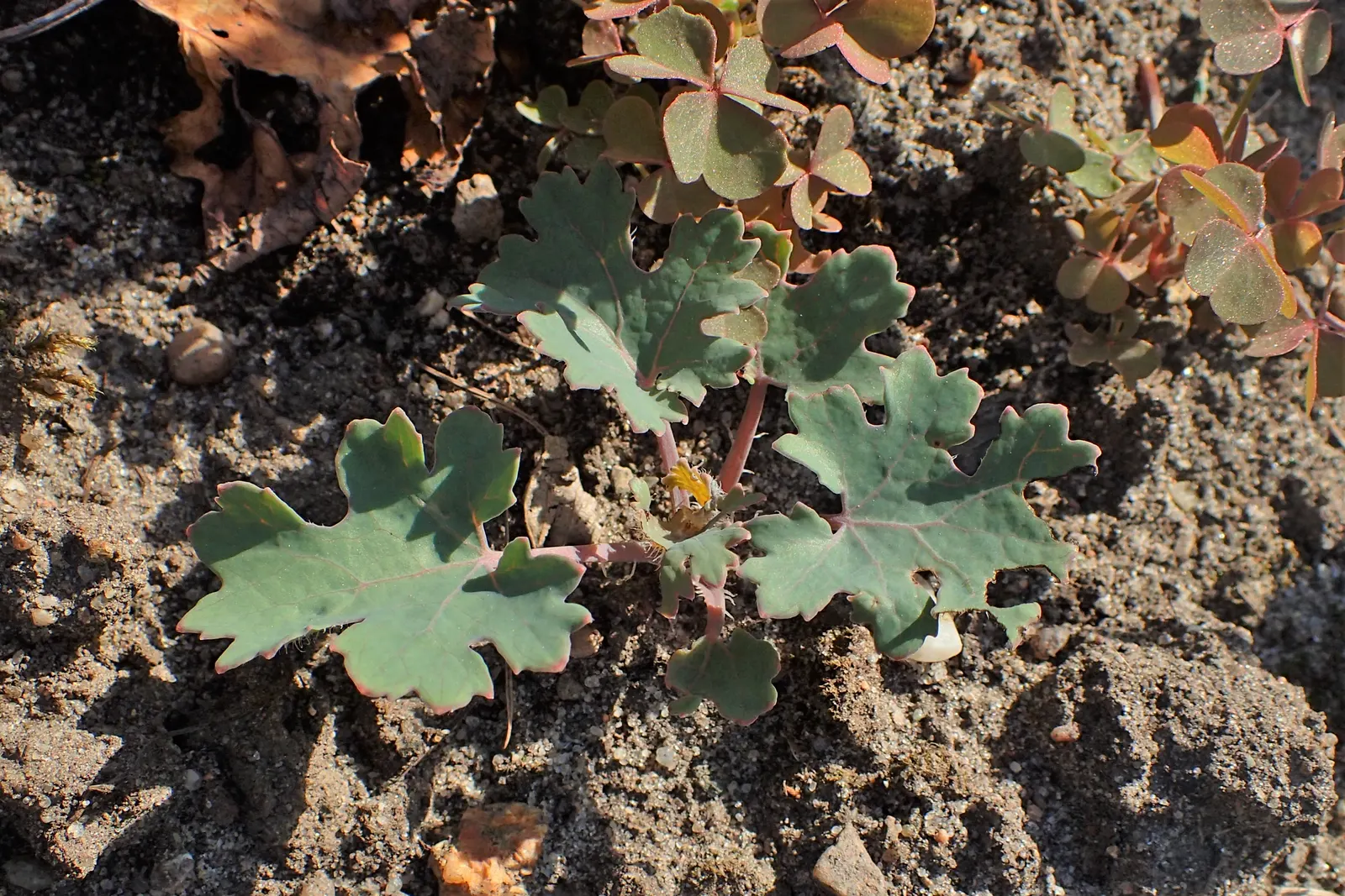 Plume Poppy (Macleaya Cordata) — Its vigorous growth and rhizomatous spread; the leaves are an intricate blue-green, image 62