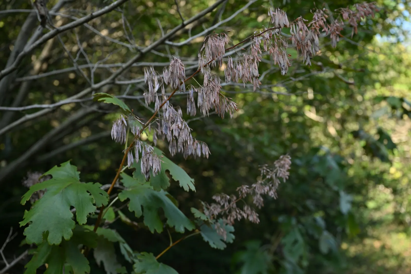 Plume Poppy (Macleaya Cordata) — this stately plant demands attention both for its size and its distinctive foliage; the leaves are an intricate blue-green